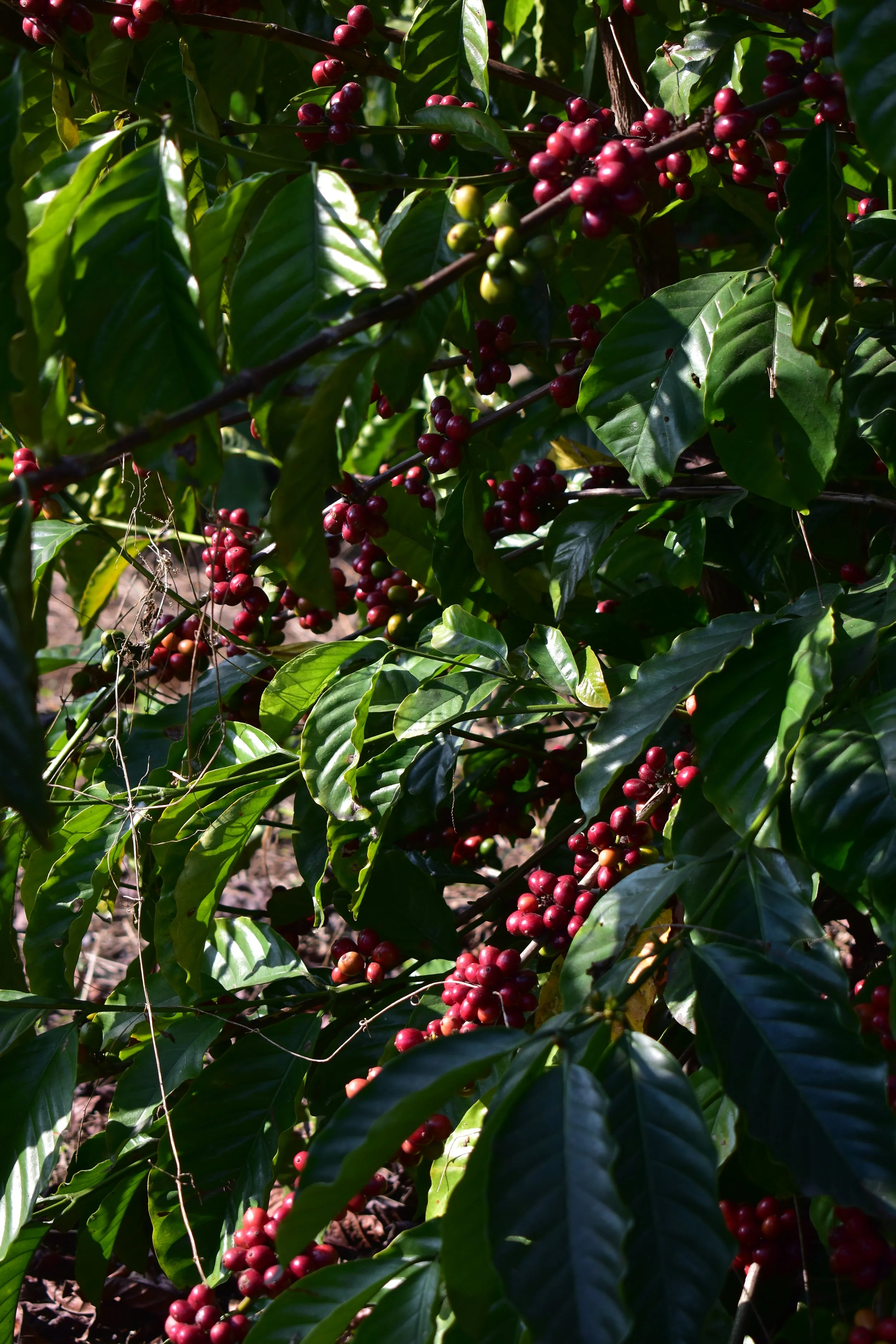 DSC_0600 2.JPG