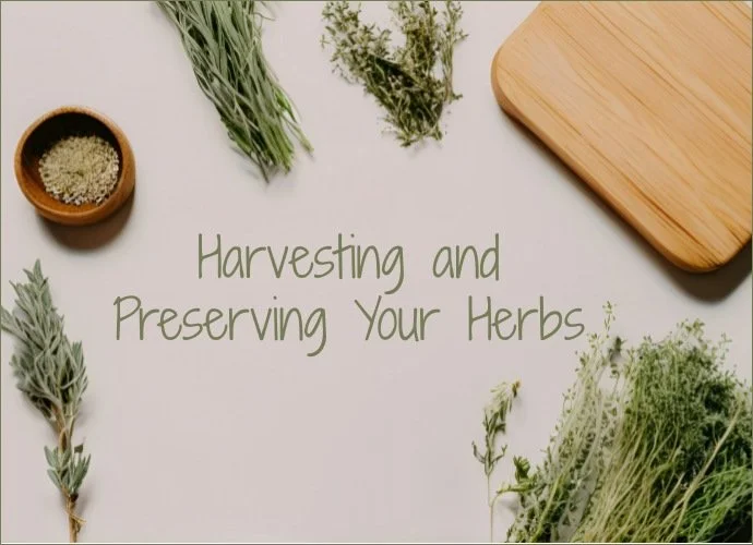 Harvesting and Preserving Your Herbs
