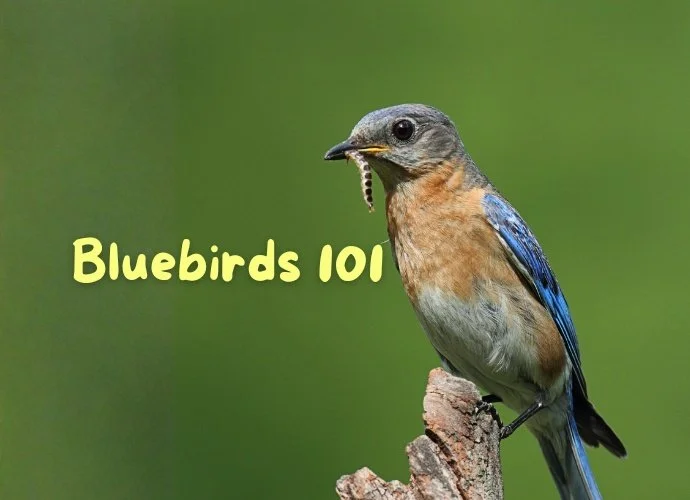 Bluebirds 101