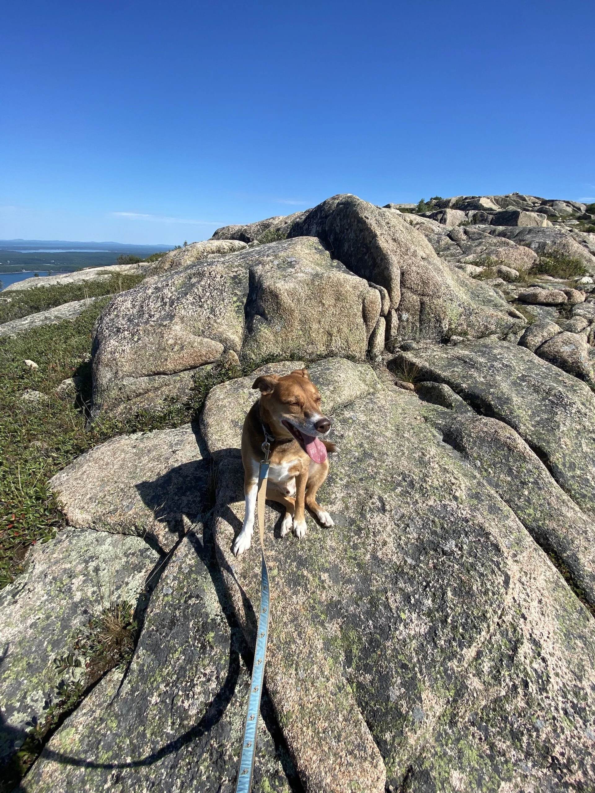 Dog in Acadia National Park.jpeg