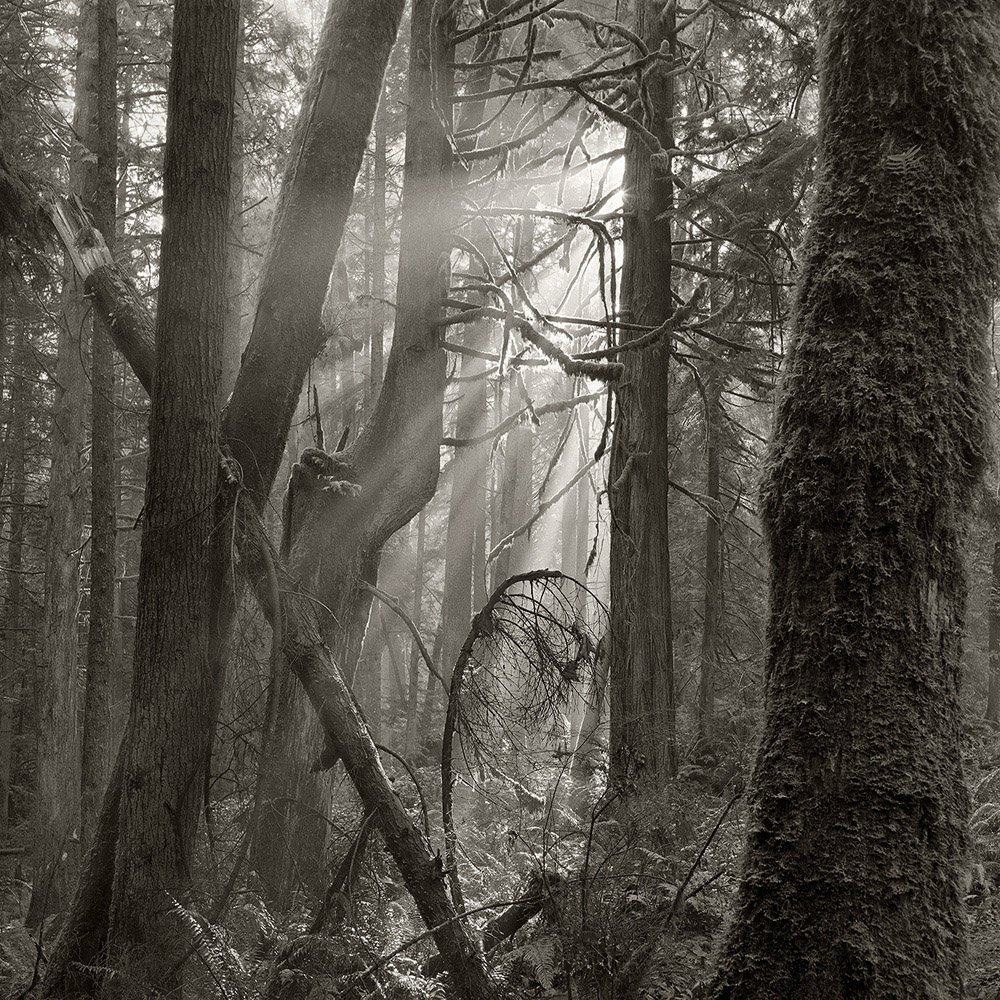 GrandForest.2004_v5.jpg