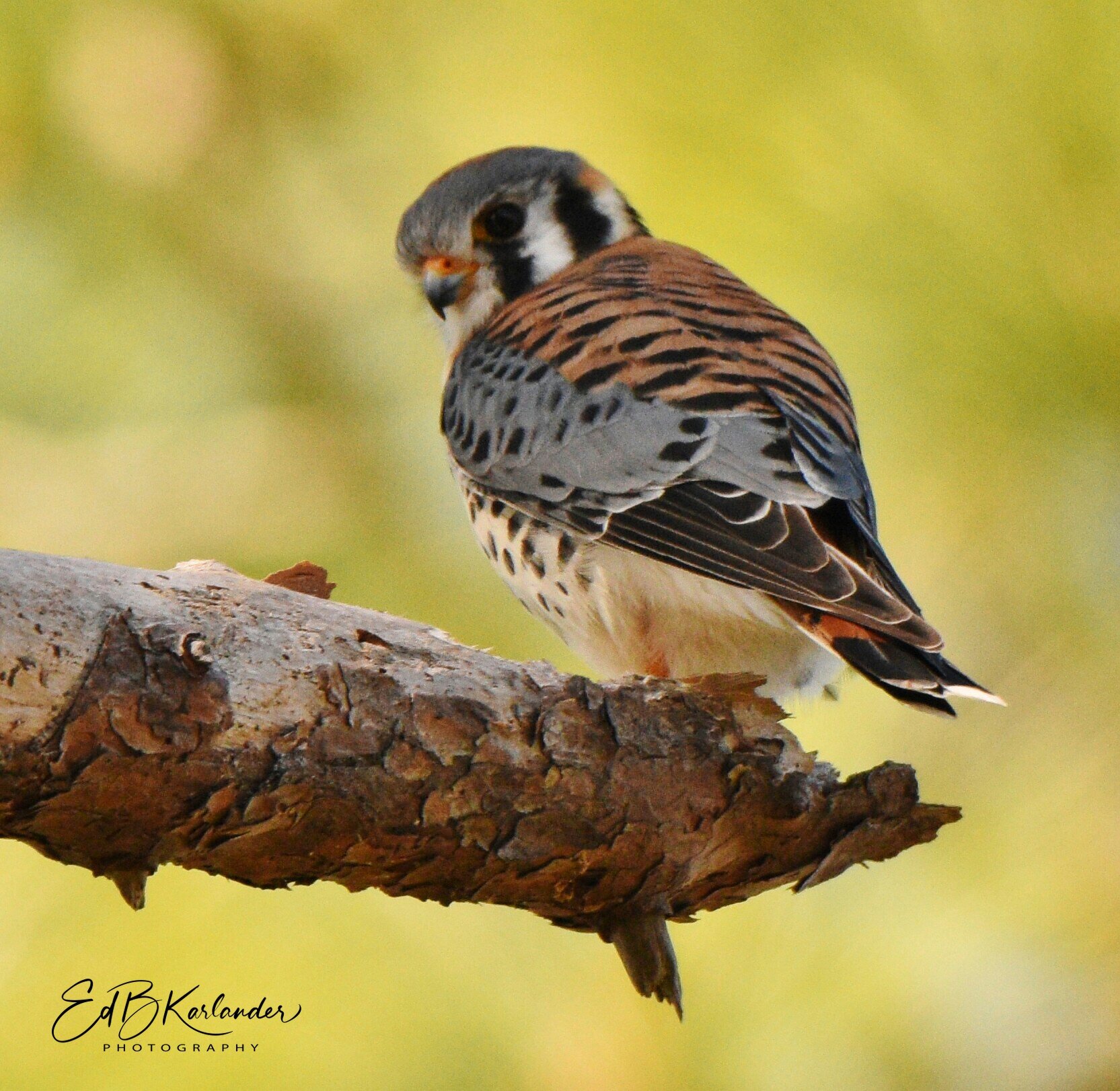  Birds of Prey in Florida