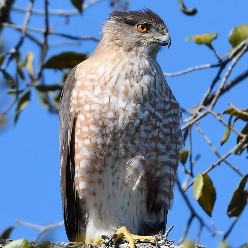 About Raptors - Who’s In Florida? | Raptor Center of Tampa Bay — Raptor