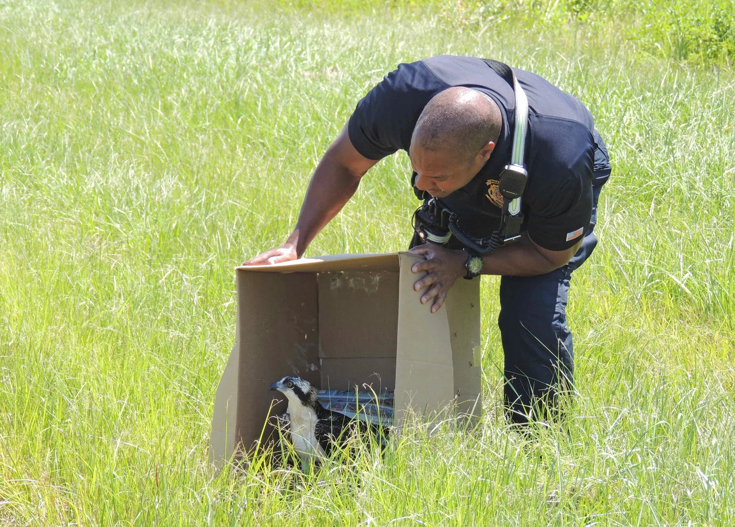 About Raptors - Raptor's & The Law — Raptor Center of Tampa Bay