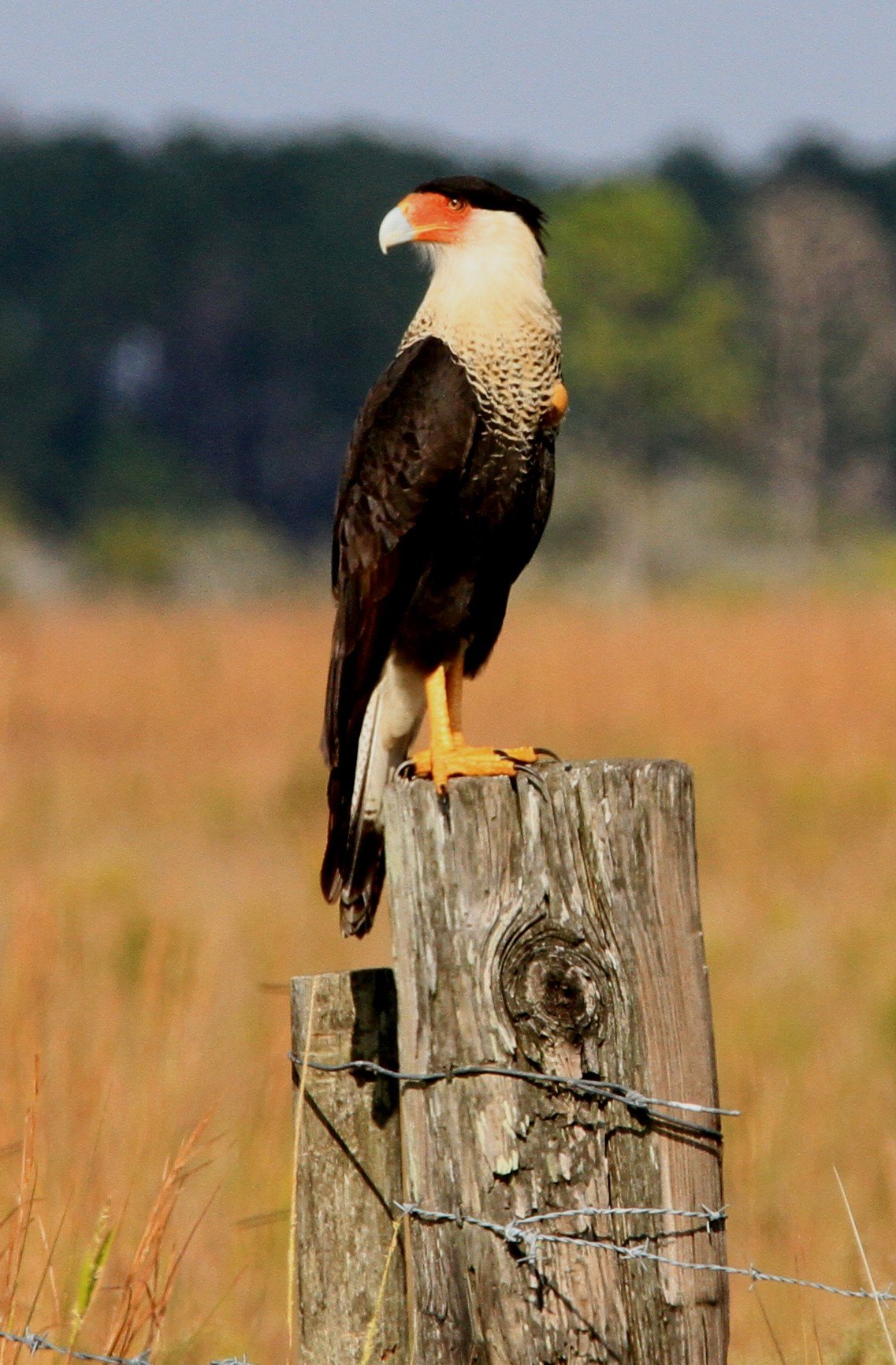 Birds of Prey in Florida – List, and Pictures