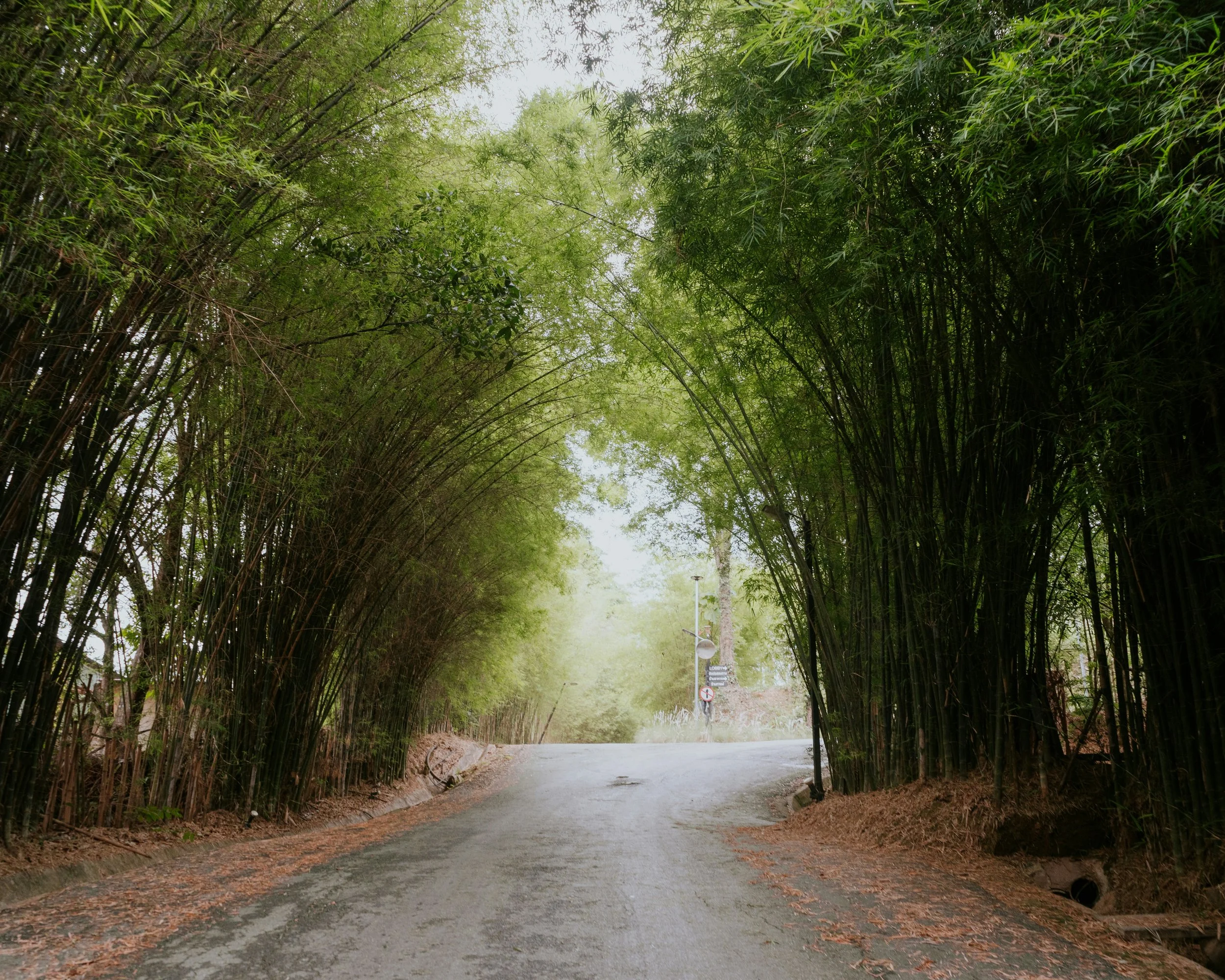 Quiet forest road opening into light symbolizing trauma therapy and healing path