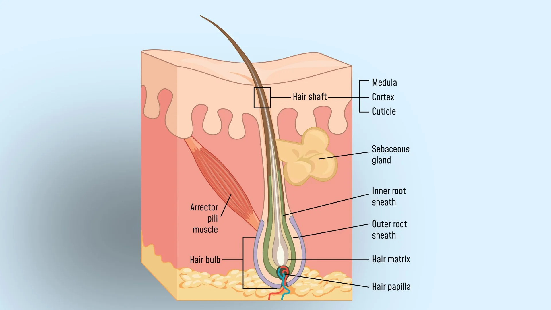 Label The Structures Of The Hair Follicle Anatomy of a Hair Follicle: Understanding the Key to Hair Growth and Health