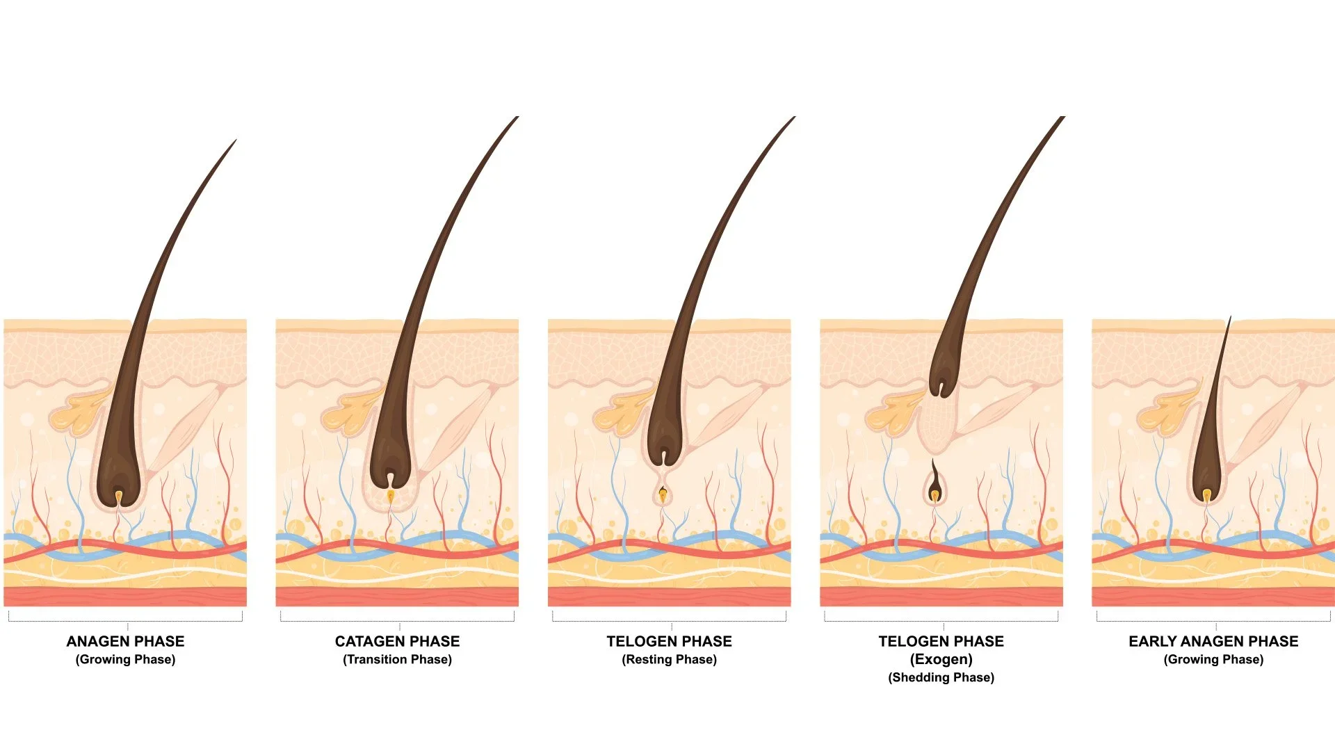 A diagram depticting the anagen, catagen and telogen phases of hair growth.