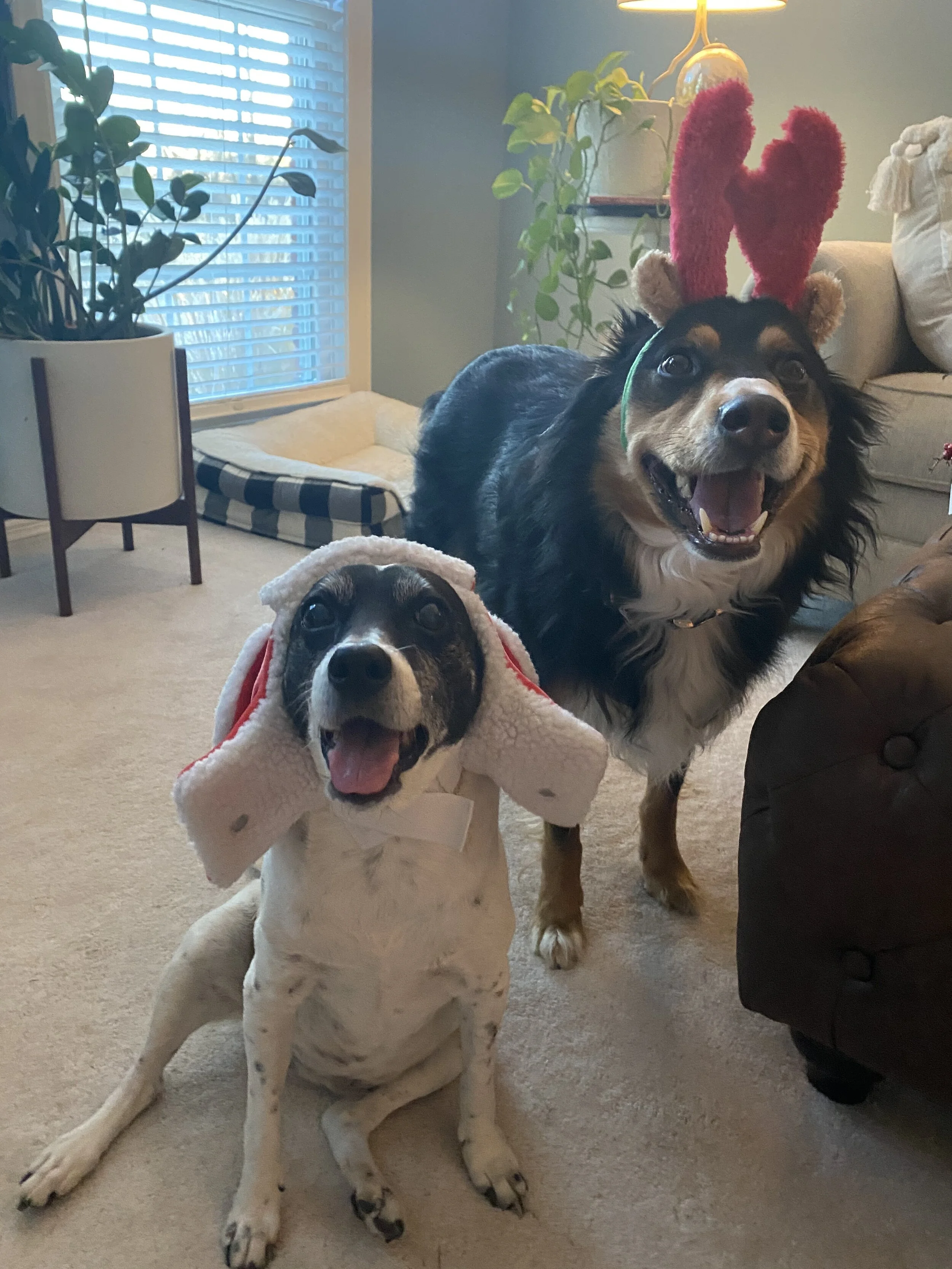 Pups.jpg