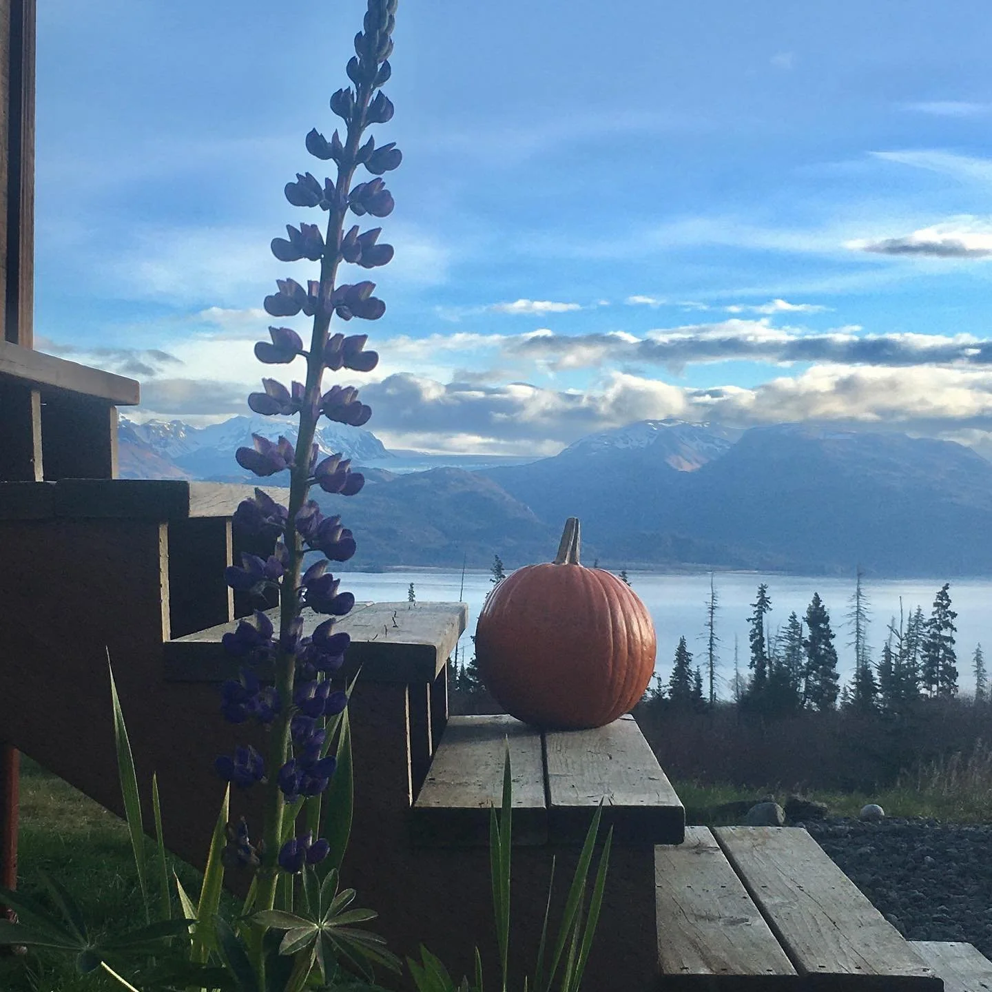 November 2020 Newsletter