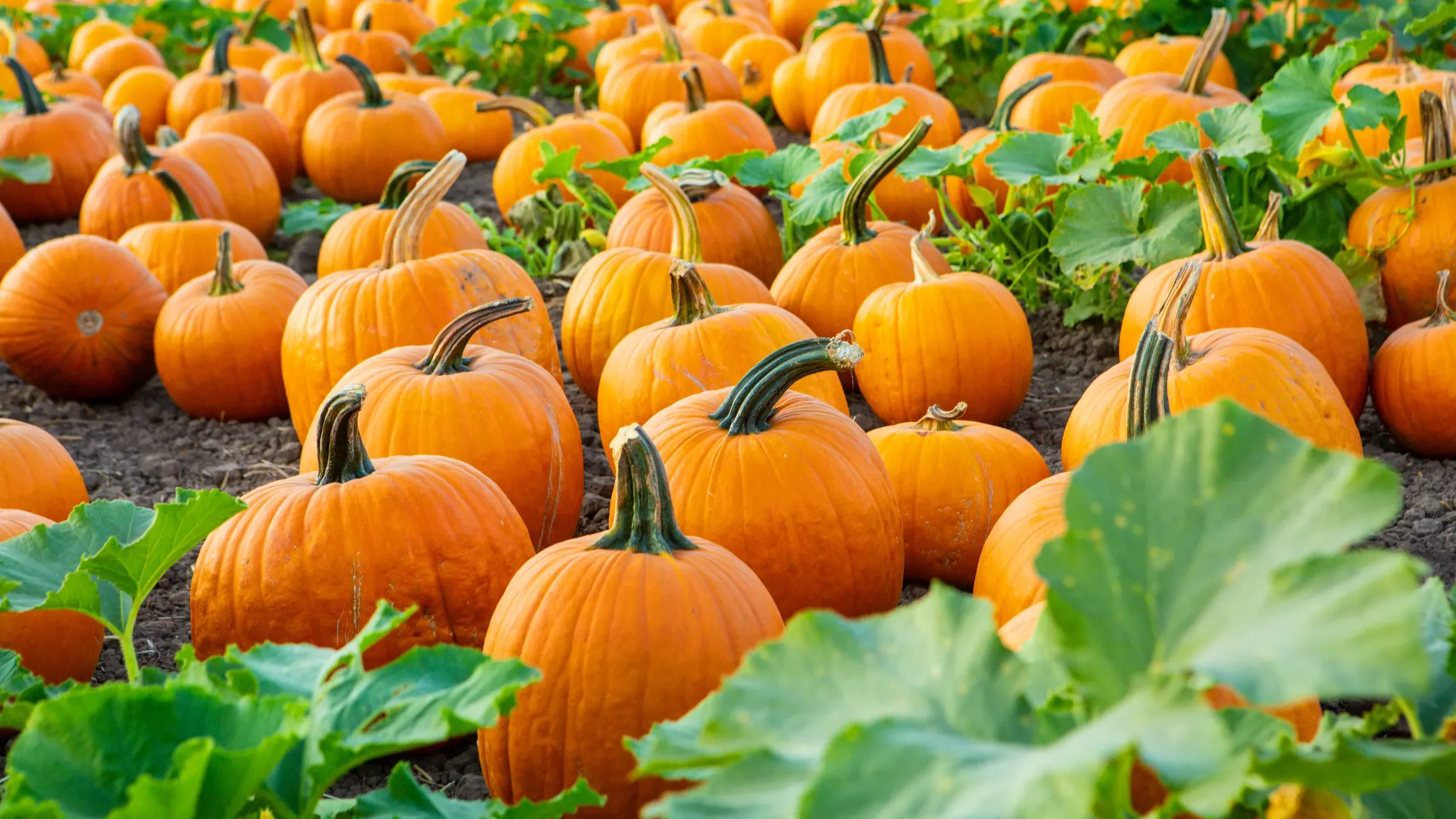 AdobeStock_433688869.webp