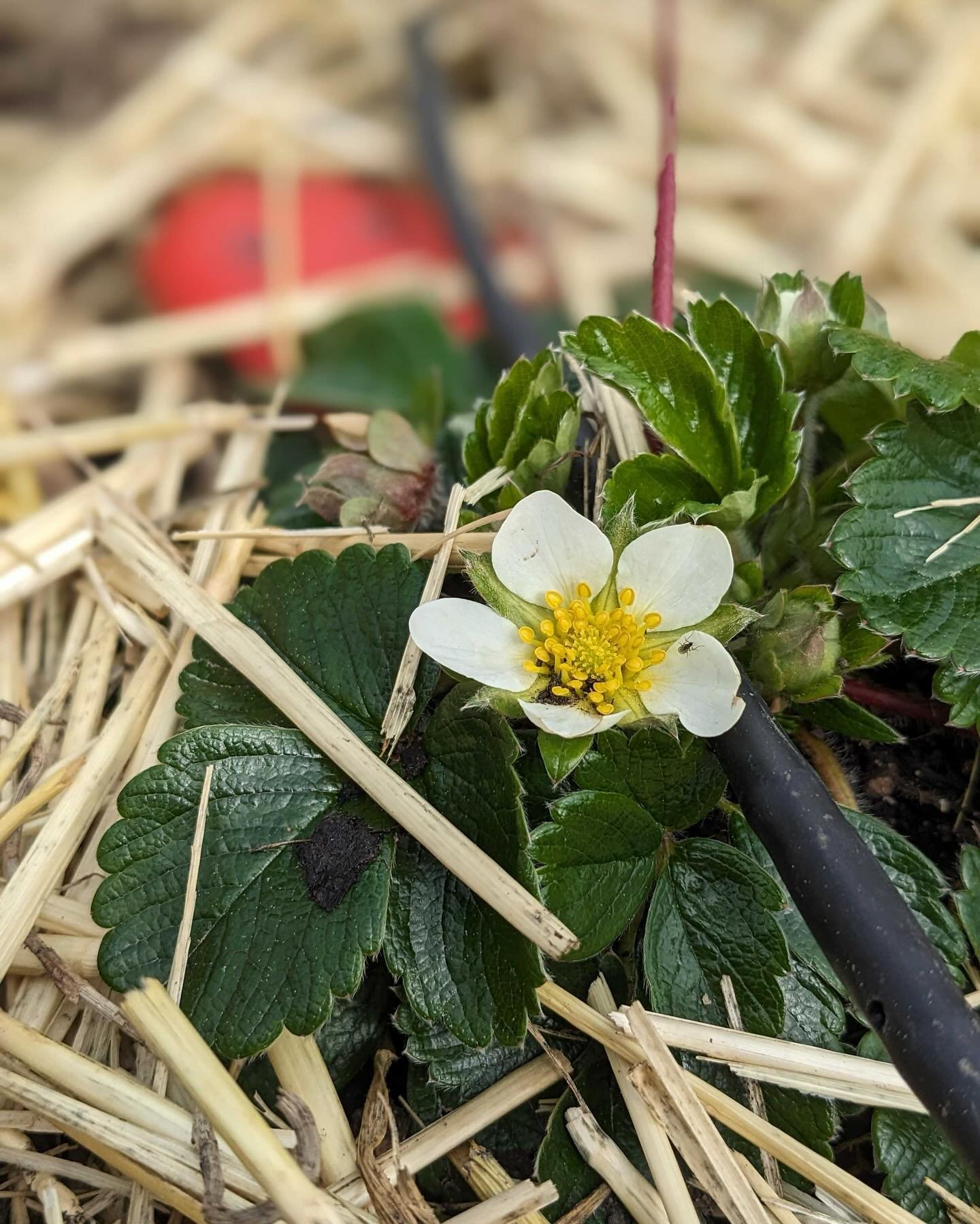 Spring is spring-ing! Come volunteer with us tomorrow, Wednesday April 10th from 9-Noon. We&rsquo;ll be transplanting leeks, seeding flowers, and enjoying the Spring sun!