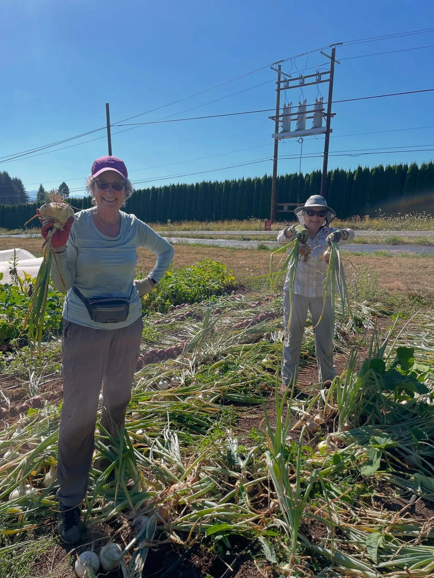 Thank you to our wonderful volunteers who have helped us in the field this week! The farm is a better place when you&rsquo;re here ☀️ 🧅 🥔 🦆