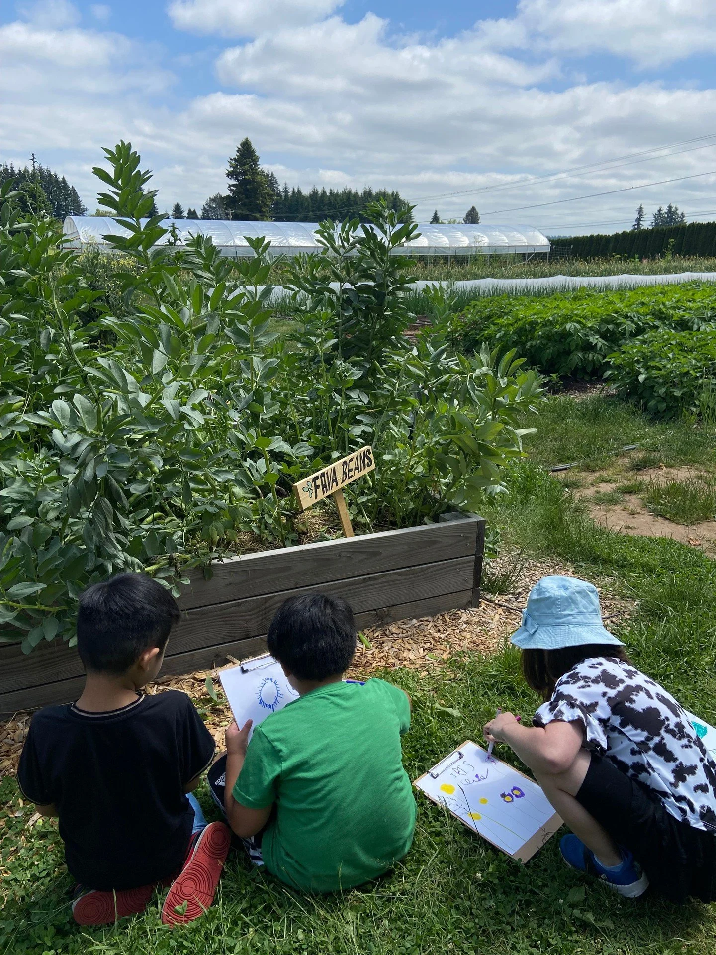Fava beans are one of our fava-rite overwintered crops here at the farm. They fix nitrogen in the soil, suppress weed growth, and are a tasty treat when harvested. Have you ever tried making falafels with fava beans? Delicious!