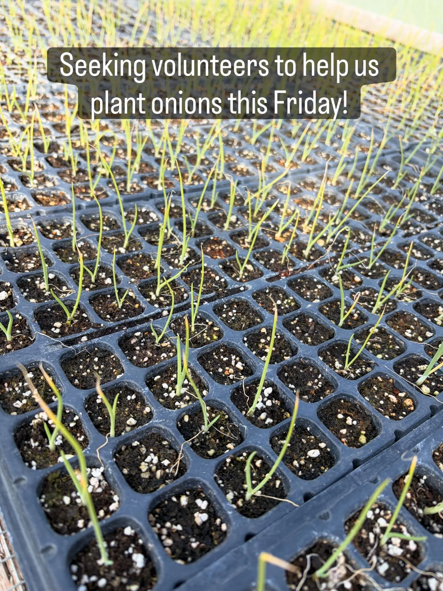 We could use a few more sets of hands if you want to join us! Volunteer hours are MWF 9am-12pm and we&rsquo;ll be transplanting onions this Friday, April 10. The registration form is in our bio. Thanks!