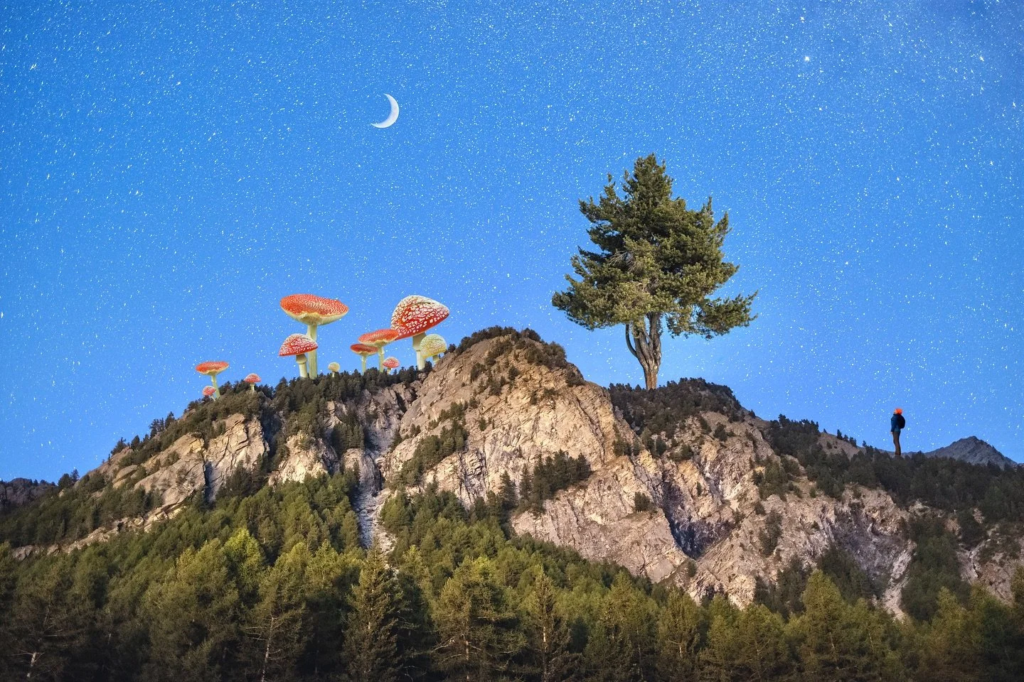 🌲