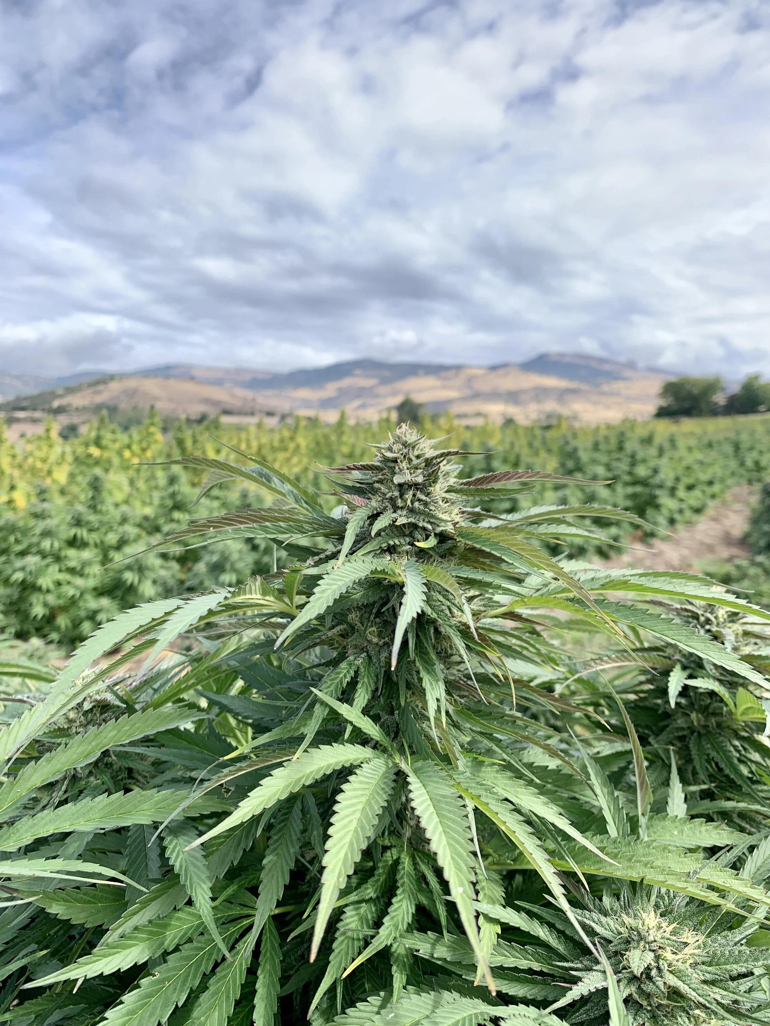 Blue Nitro CBD Hemp Flower — Lost Oak Farms CBD Hemp Flower