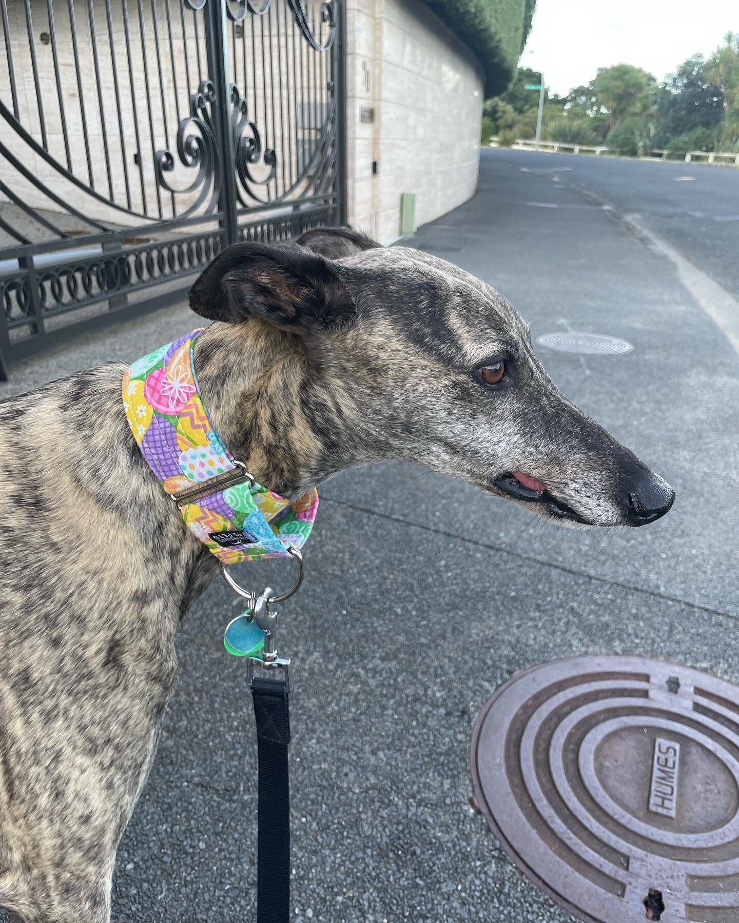 Happy #easter to all you bunnies out there 🐰 (I&rsquo;m wearing a special easter egg collar today) - excuse derp 🐾 💜 @greyhoundsaspetsnz