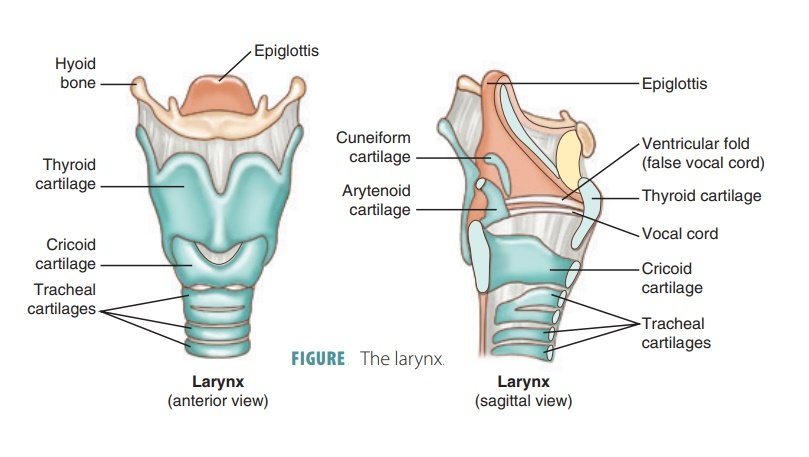 Larynx Anatomy
