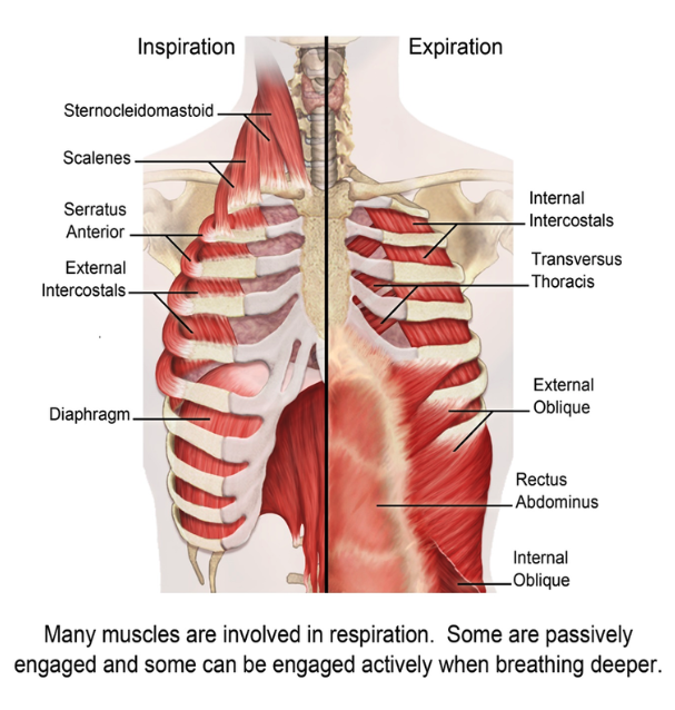 Why is breath support important for singing?
