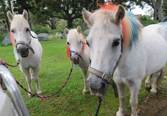 Three Ponies 3 Ponies Petting Farm