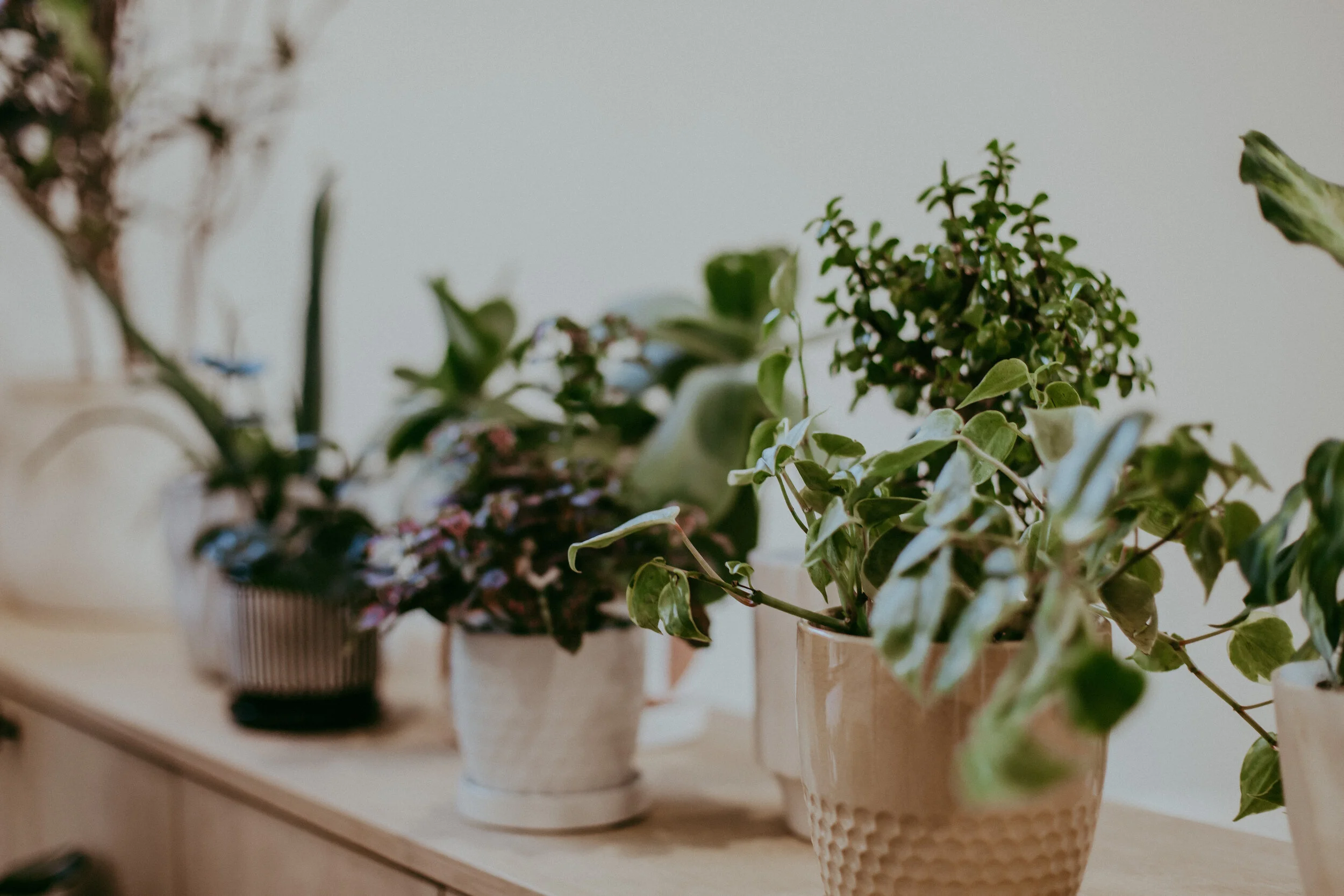 assortment of plants in decorative pots
