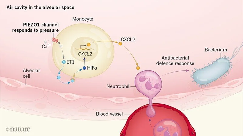 Image Courtesy of Walmsley, S.R. (2019).