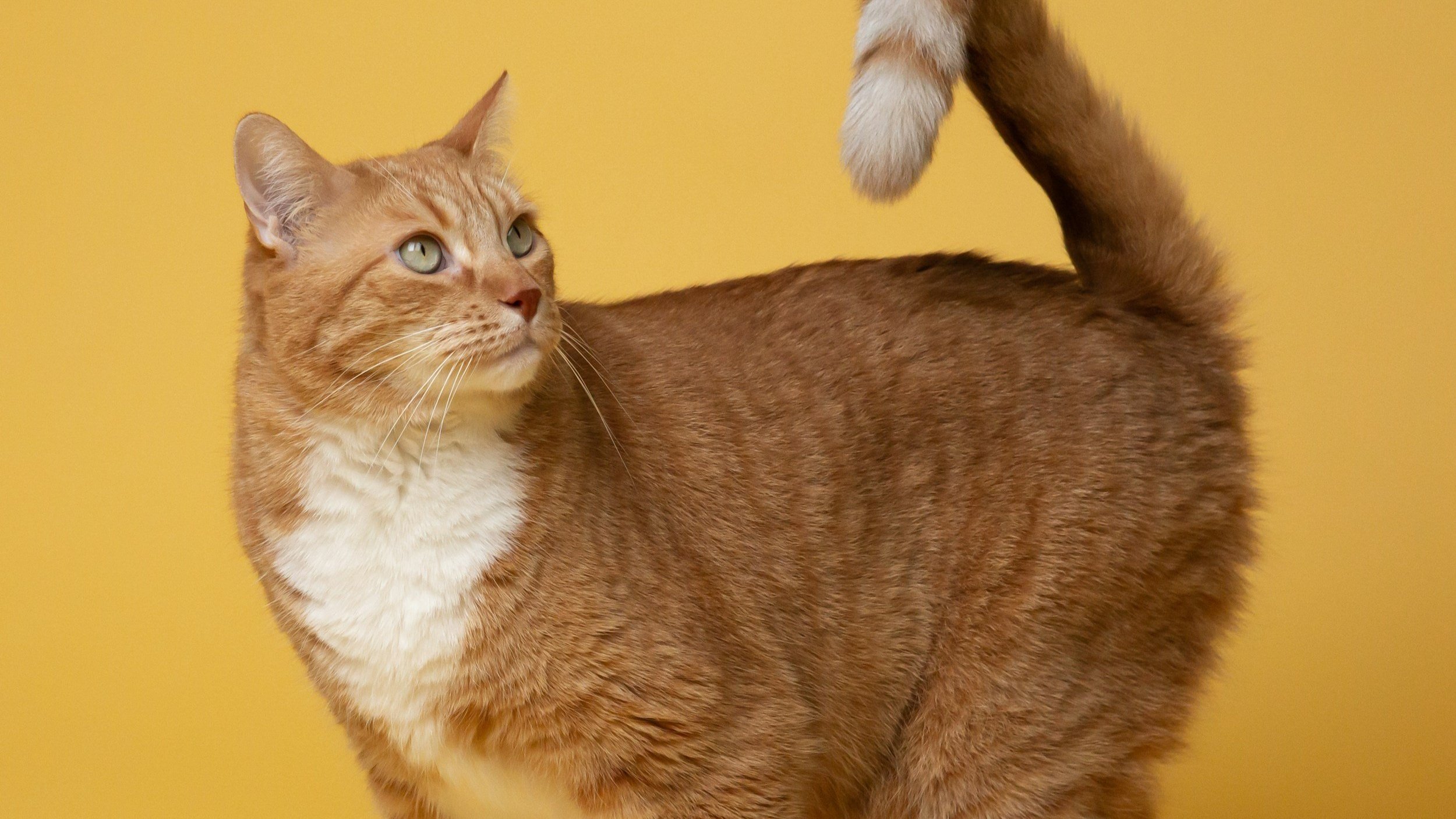 Fundraising with Meta Ads: Neighborhood Cats