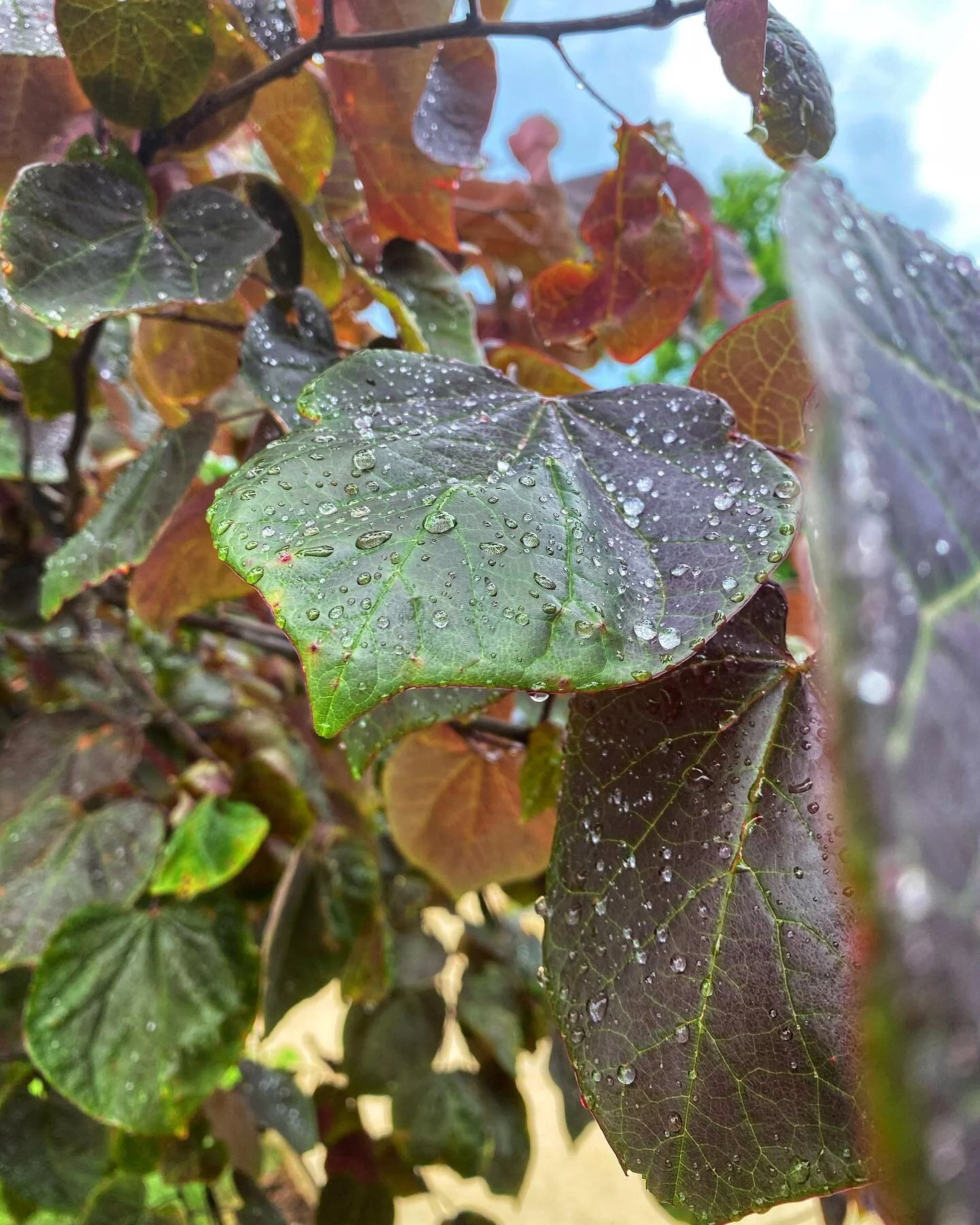 A nice surprise on my way to the car this afternoon. Mother Nature never fails to show out.