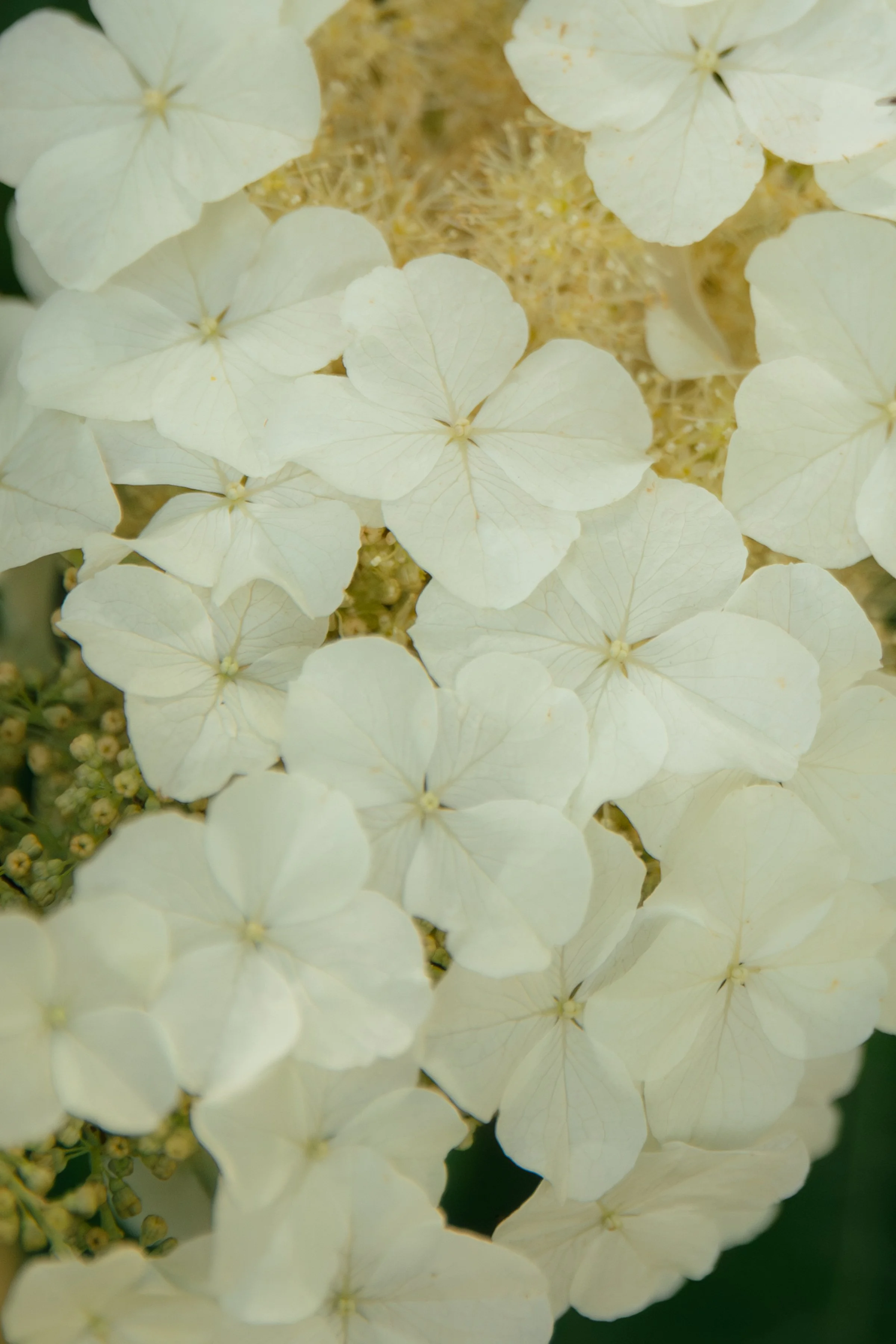 ZOEJEREMY2025 - PORTRAITS-095.jpg