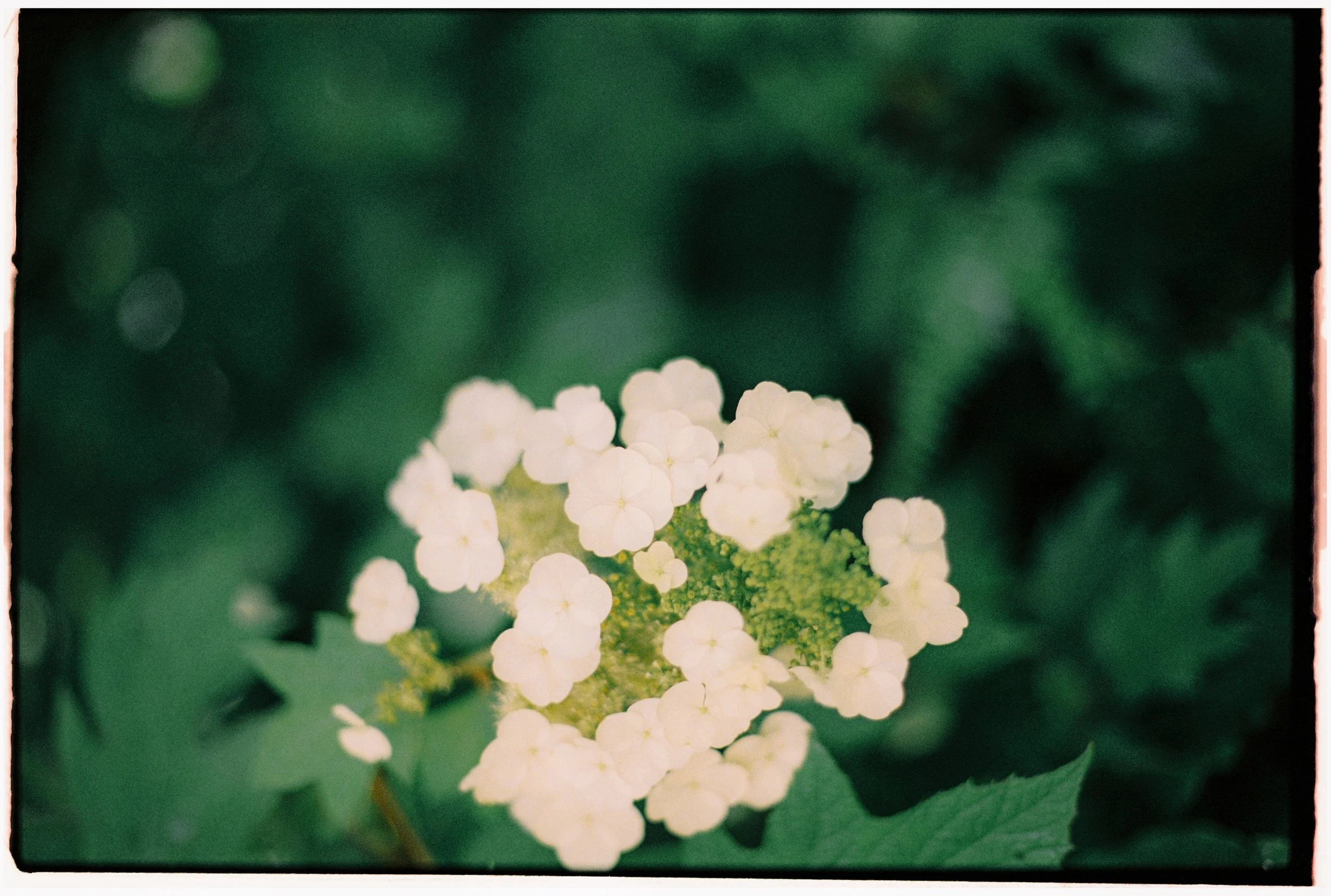 ZOEJEREMY2025 - CEREMONY-059.jpg