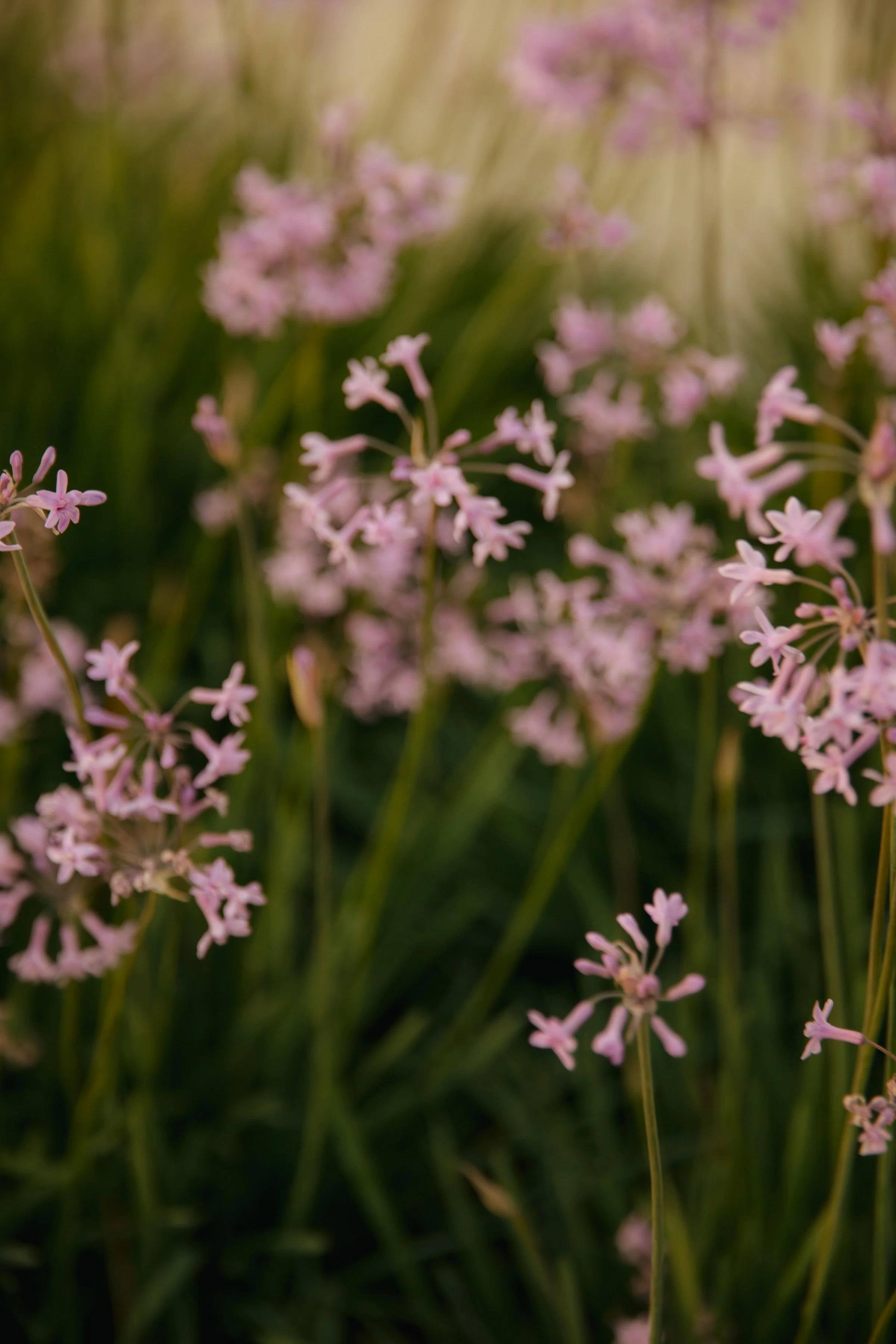 ZOEJEREMY2025 - SUNSET-066.jpg