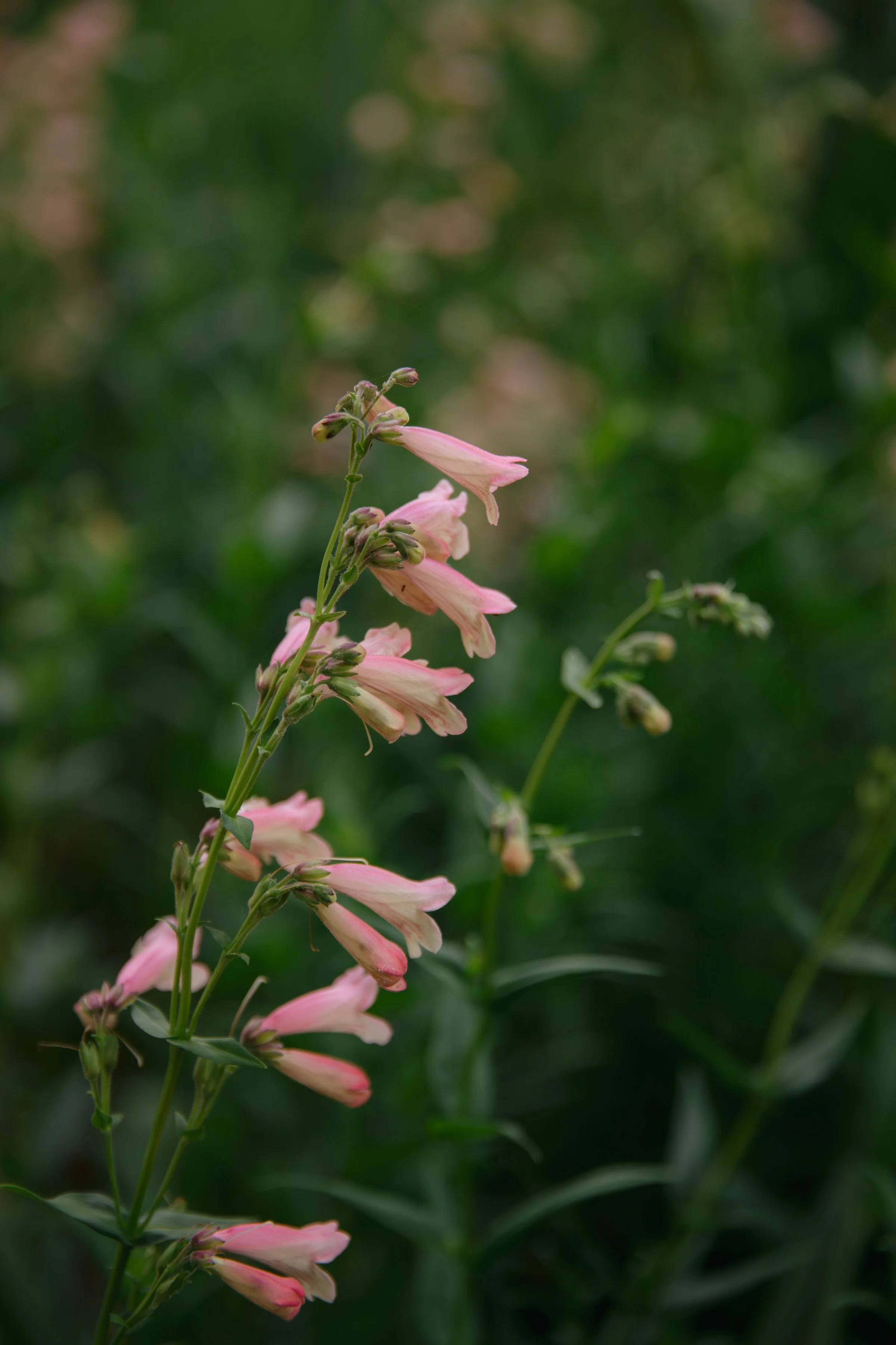 ZOEJEREMY2025 - PORTRAITS-096.jpg