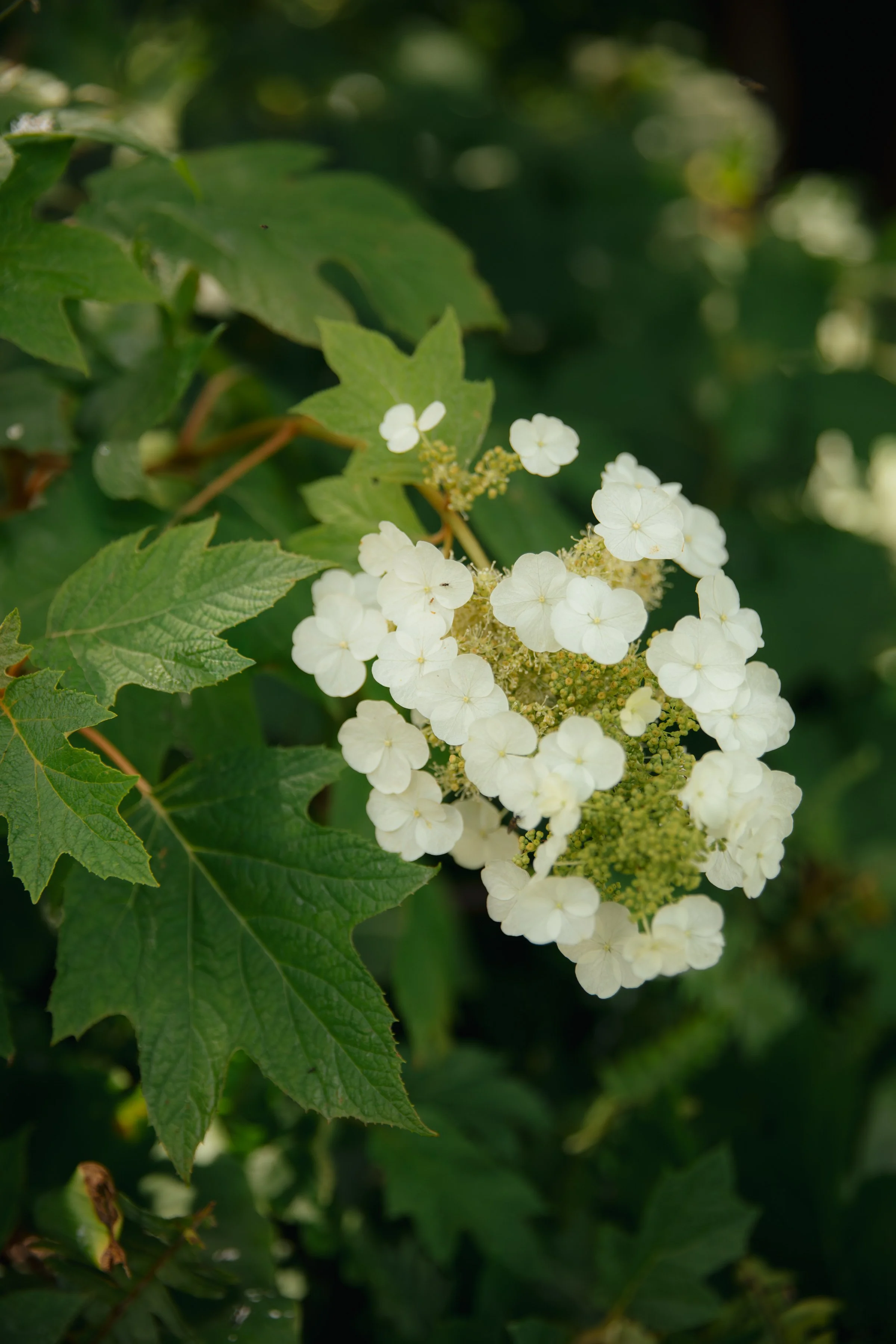 ZOEJEREMY2025 - PORTRAITS-093.jpg