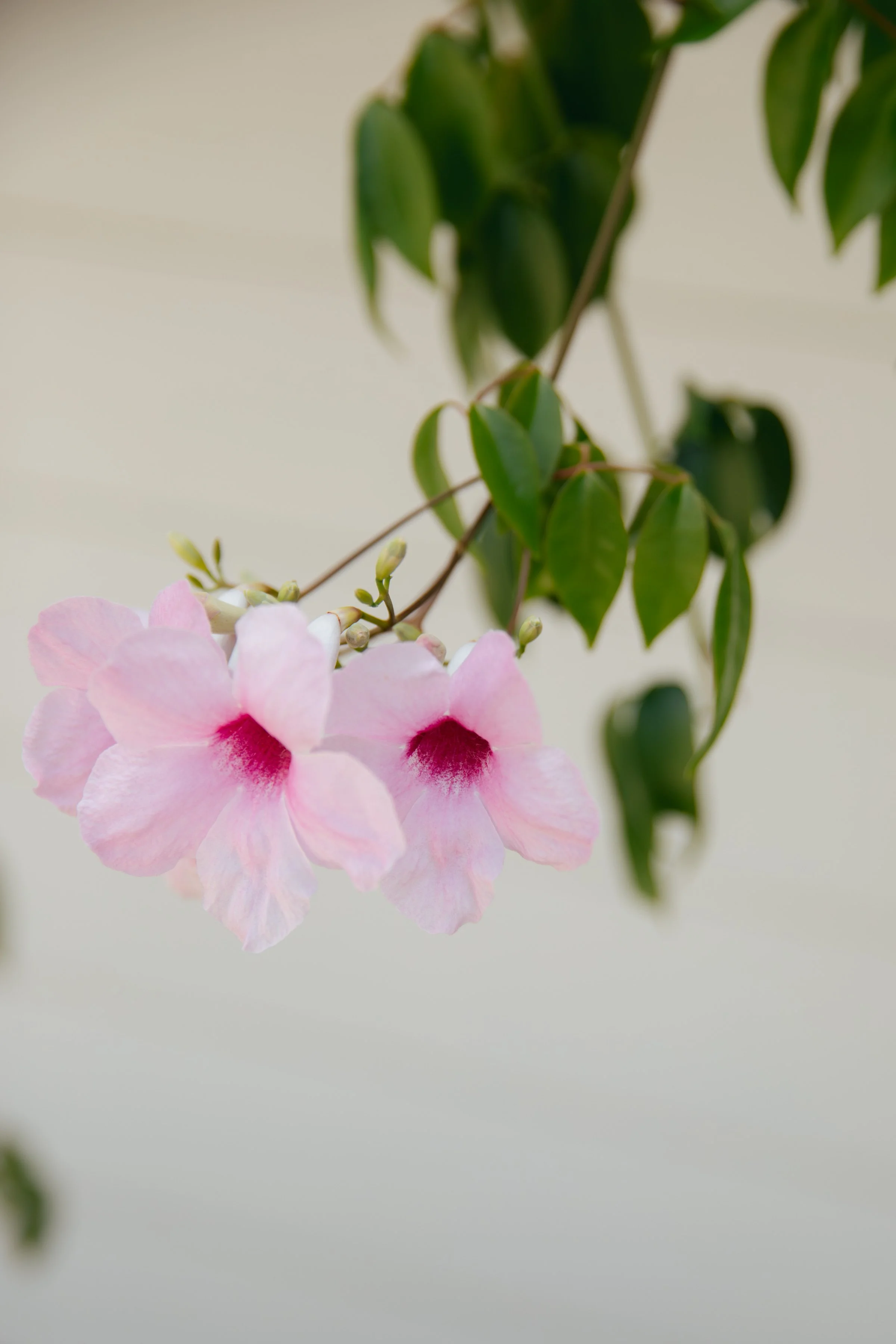 SOPHIAETHAN - PALM BEACH-010.jpg