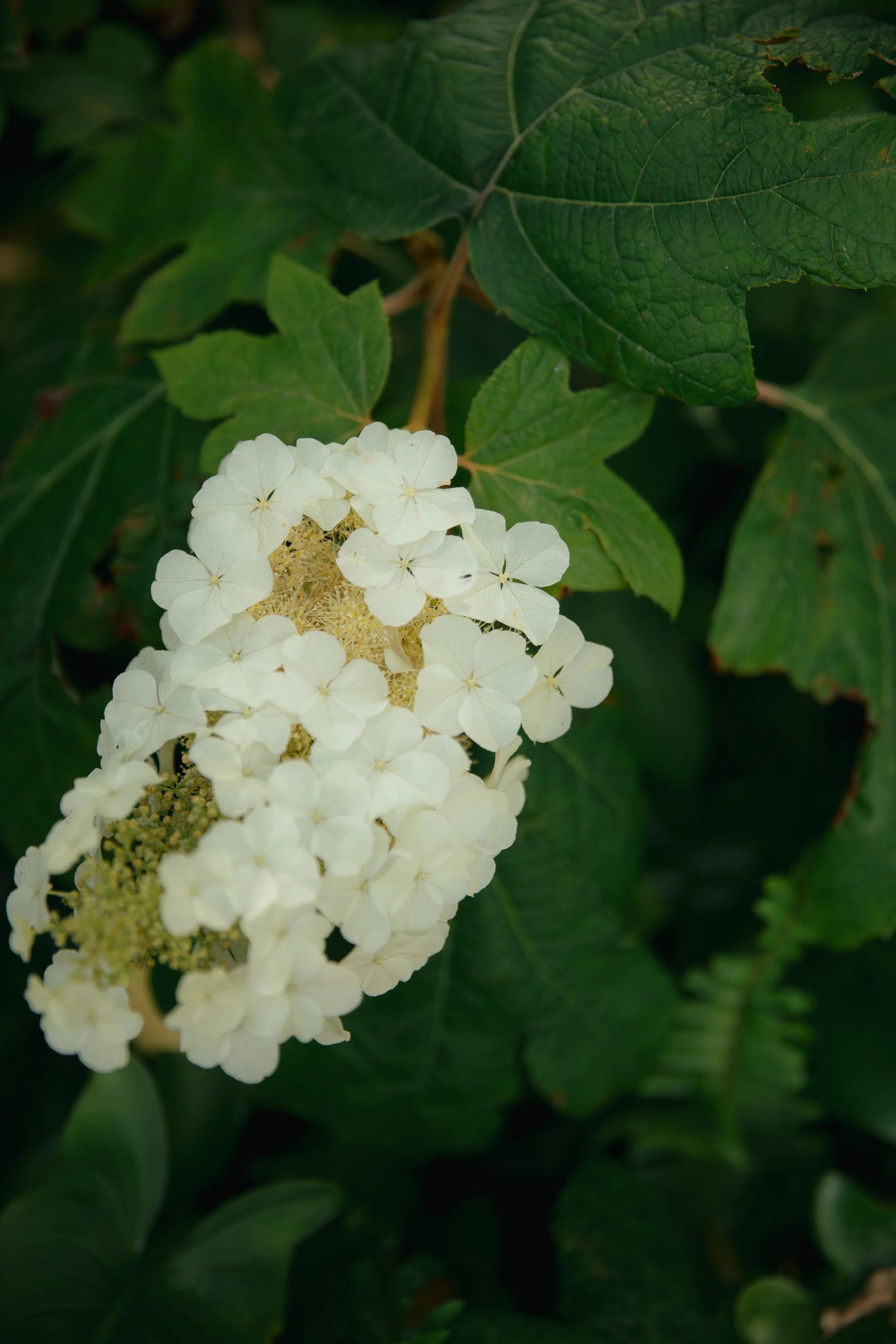 ZOEJEREMY2025 - PORTRAITS-094.jpg