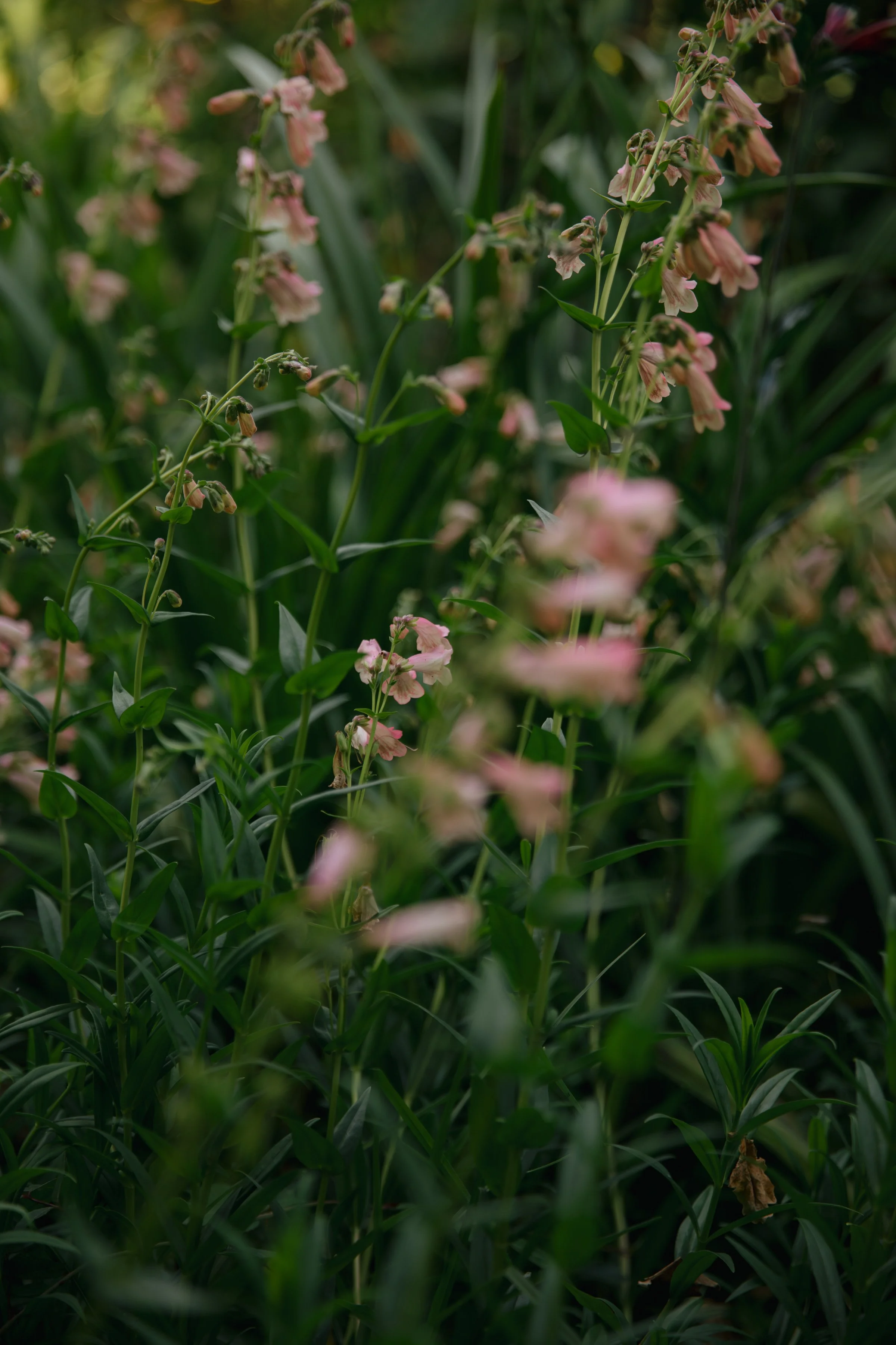 ZOEJEREMY2025 - PORTRAITS-098.jpg