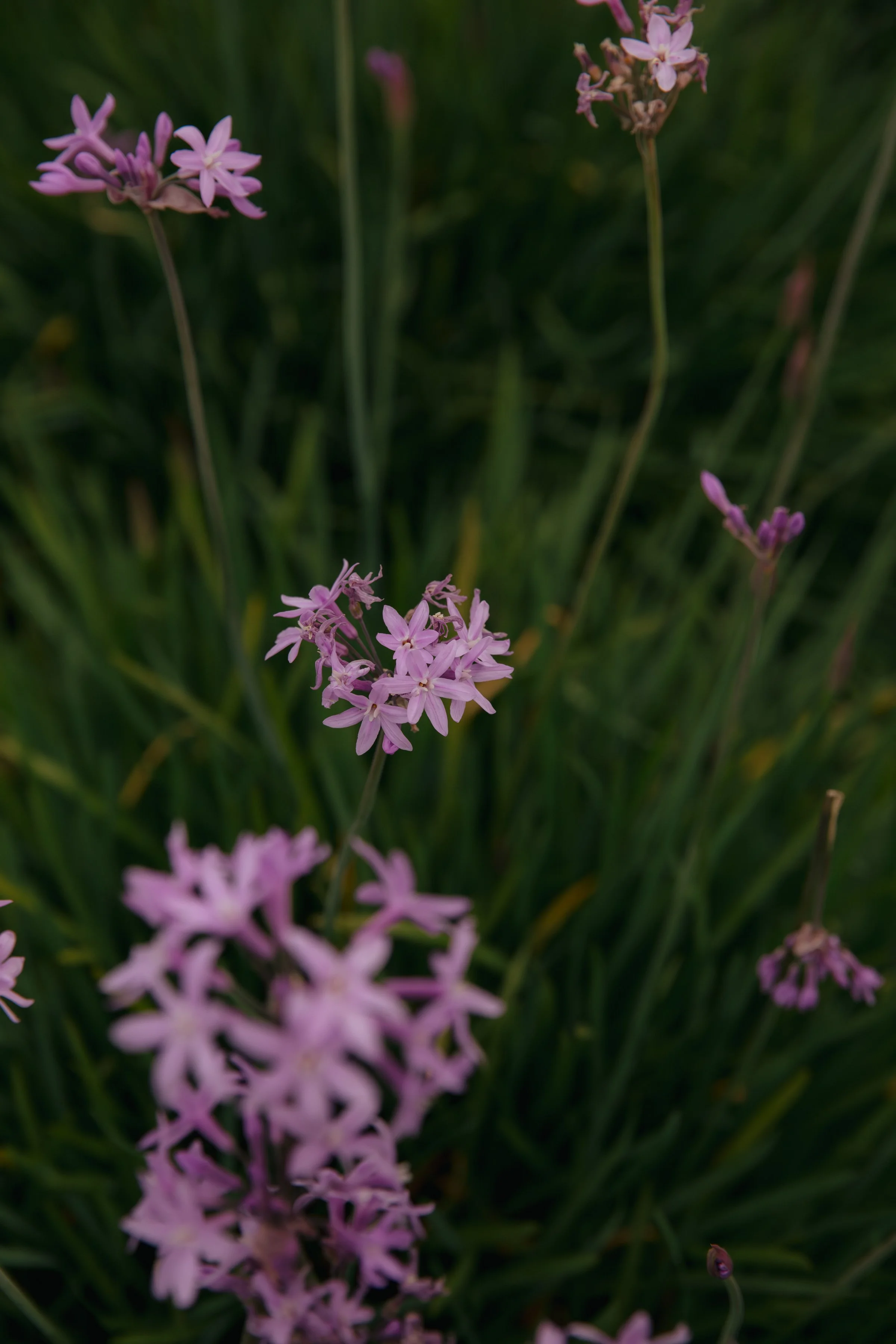 ZOEJEREMY2025 - PORTRAITS-218.jpg