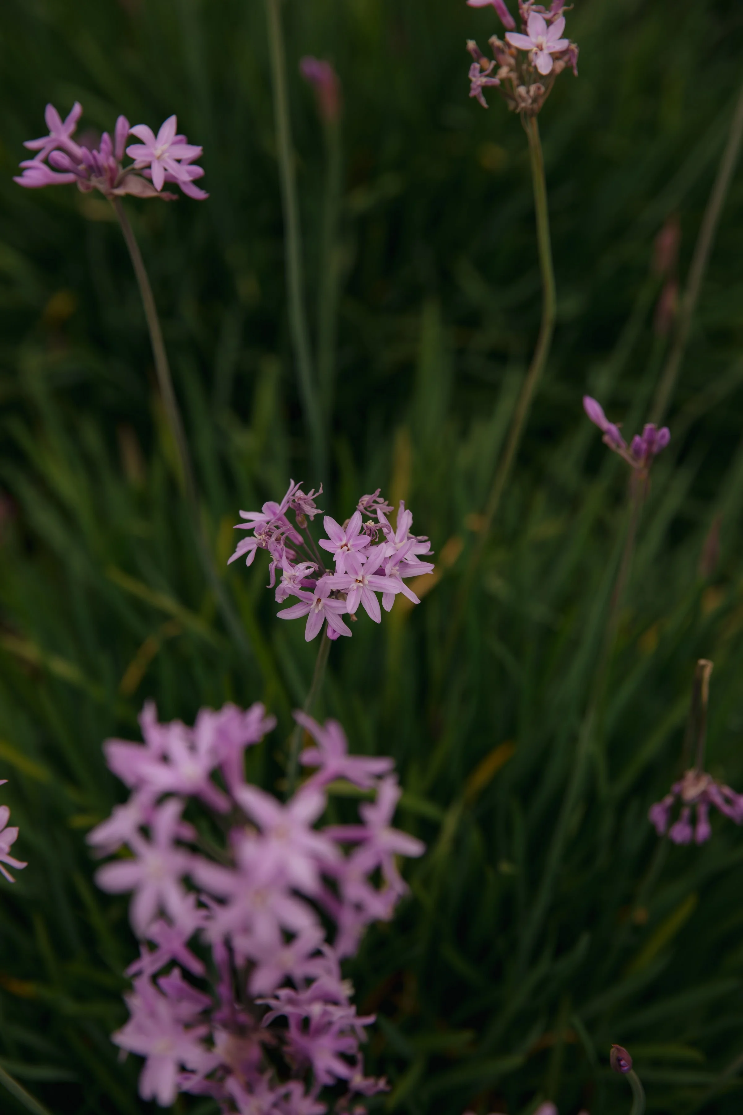 ZOEJEREMY2025 - PORTRAITS-219.jpg