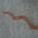 Eel Bridge Wins NZ Recreation Award