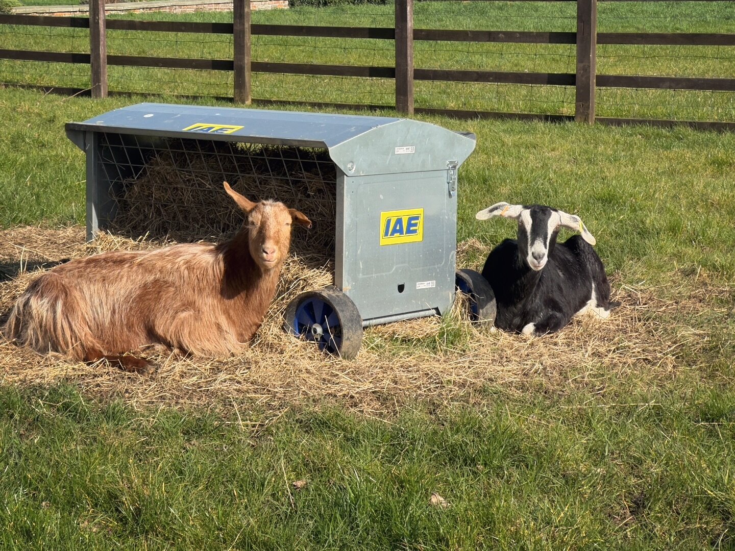 Finally warm enough for a little goatie sunbathe! 🐐☀️ 

Ernie and Butternut are making the most of this lovely spring day by catching a few rays. Makes you feel so much better with a bit of sun on your face doesn&rsquo;t it!? 😌
.
.
.
#goats #goat #