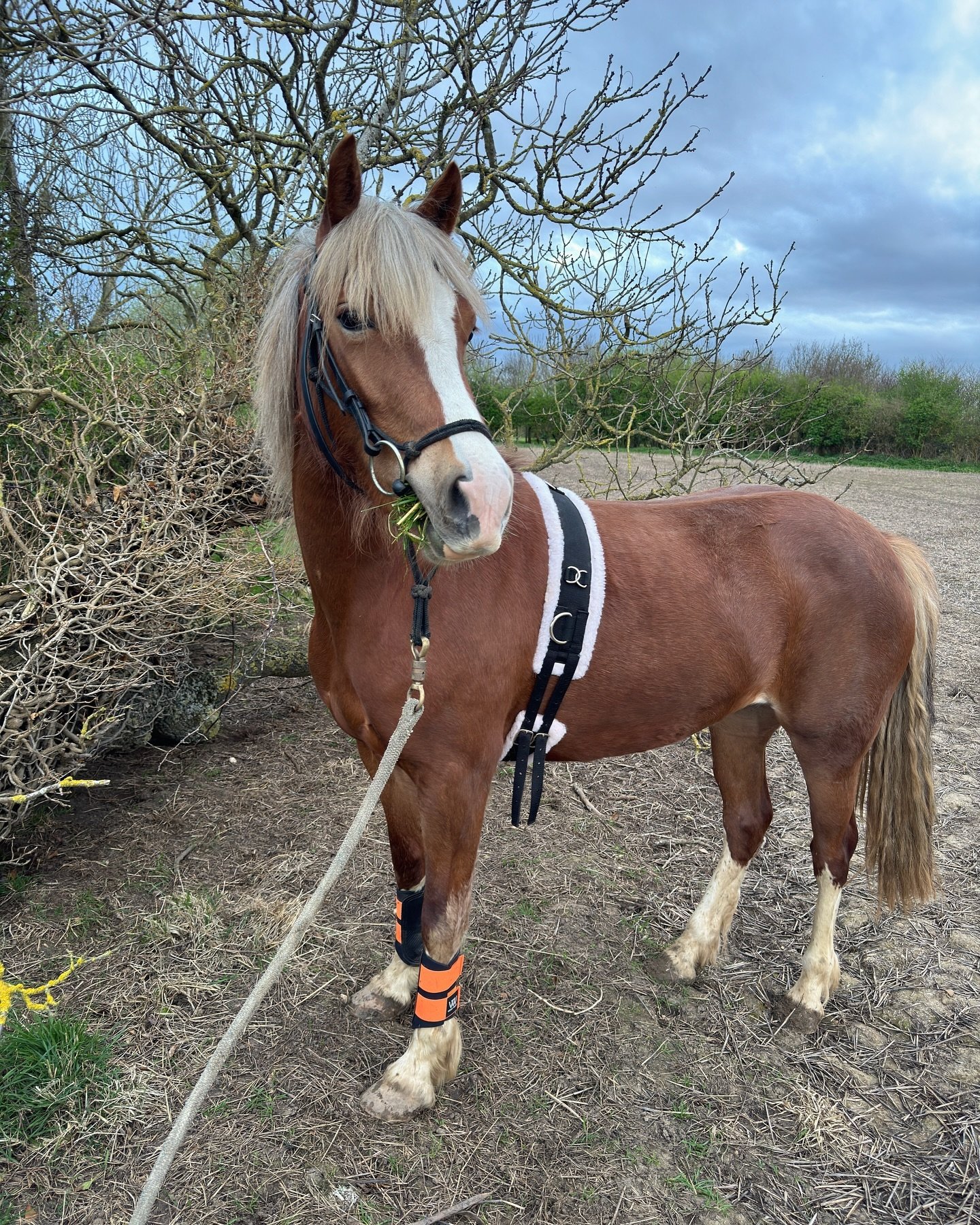 Looking smart! 😍

First time out with more than a headcollar or halter on! Bridle / roller / boots! Nice for it to be dry enough to actually do something!

Penelope was well behaved, albeit very enthusiastic 🤩😮&zwj;💨 

#welshpony #youngster #youn