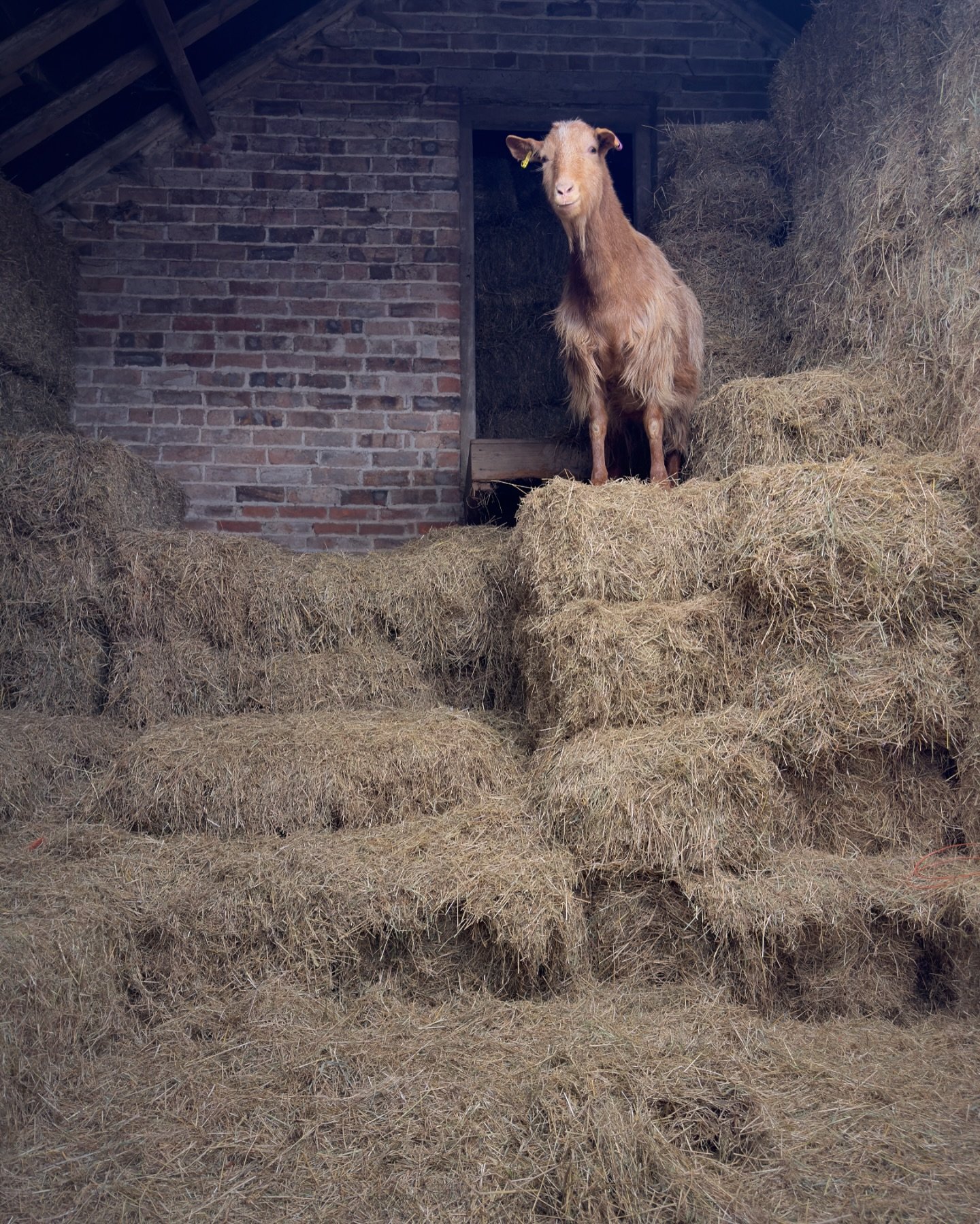 It&rsquo;s been a sad week over here. For those following our stories, despite all best efforts we had to have our little Ernie goat put to sleep last Monday. This pic is one of his favourite things - escaping his pen, jumping up the bales and standi