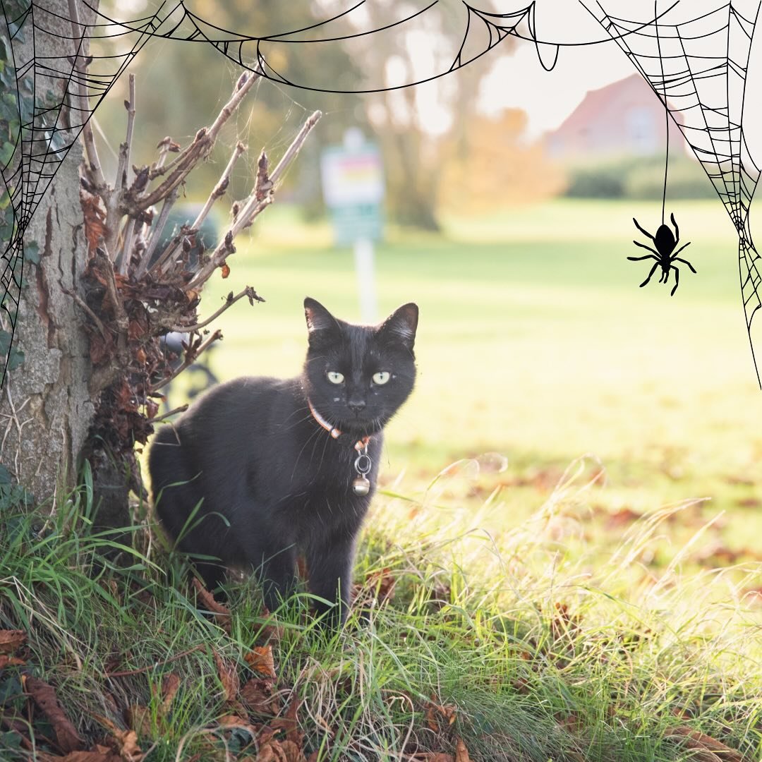 Happy Halloween everyone! 🎃 👻 

Are you a tricker or a treater!?

Arthur cat and is poised for a busy night out doing his witchy duties 🧙 or maybe he&rsquo;ll just sleep through it 🐈&zwj;⬛ 💤 

#halloween #blackcat #witchy #farmcat #farmanimals #