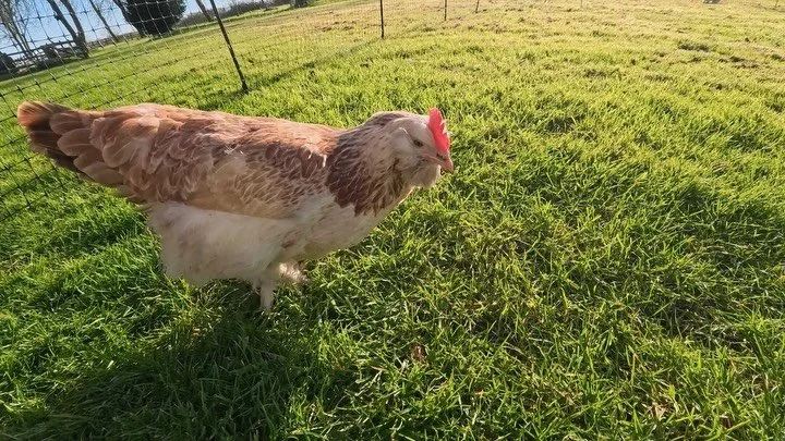 Dawn French has settled in so well!

She wasn&rsquo;t the breed I was intending to bring home from @newcottagepoultry but she is so friendly and loves shoelaces! She&rsquo;s a Salmon Faverolles, which are a French breed.

Here she&rsquo;s testing out