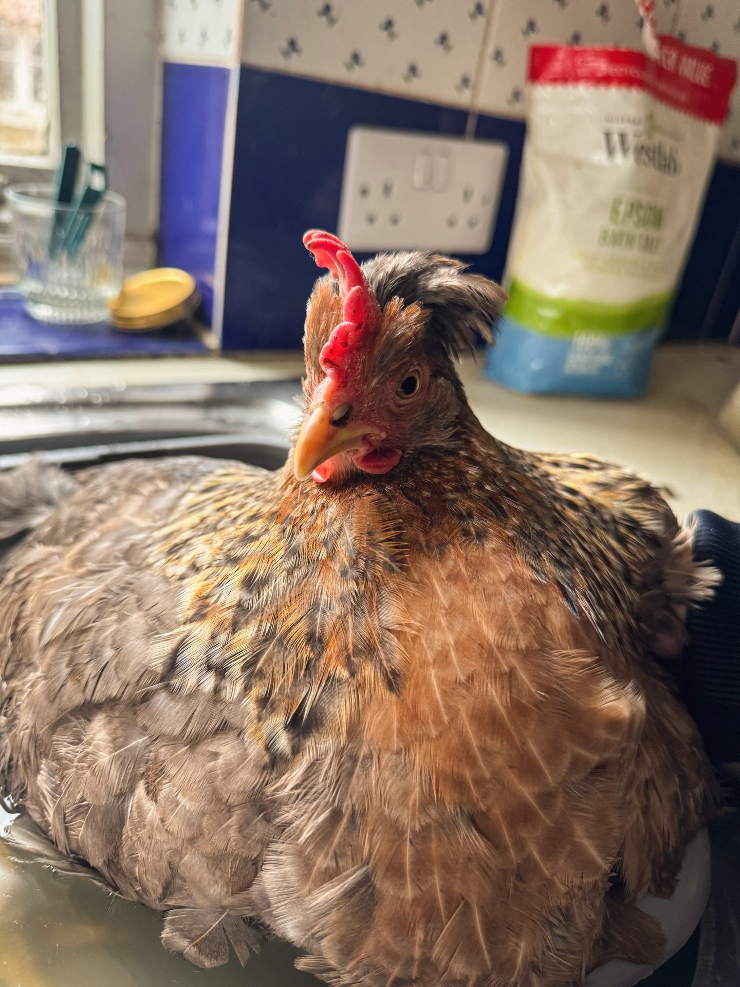 Chicken bath! 🐓🛁 

Our oldest hen Wilma didn&rsquo;t quite look her usual self this morning, after watching her a while she started straining, and when I picked her up she had a very clumpy vent area.

The 10 steps I did to help Wilma!

1. Disinfec