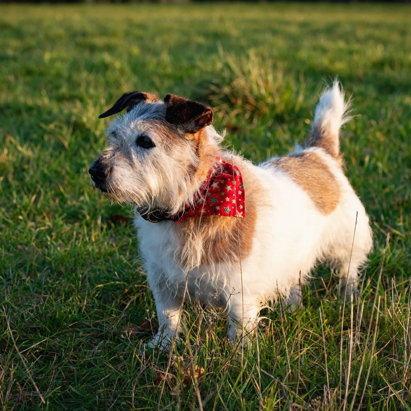 Little dogs that light up your life! 🐶🐾

Eric has had such a tough few months but like so many dogs, he&rsquo;s family to us. 

#dogs #dogfriendly #jackrussell #jackrussellterriersofinstagram #farmdogs
