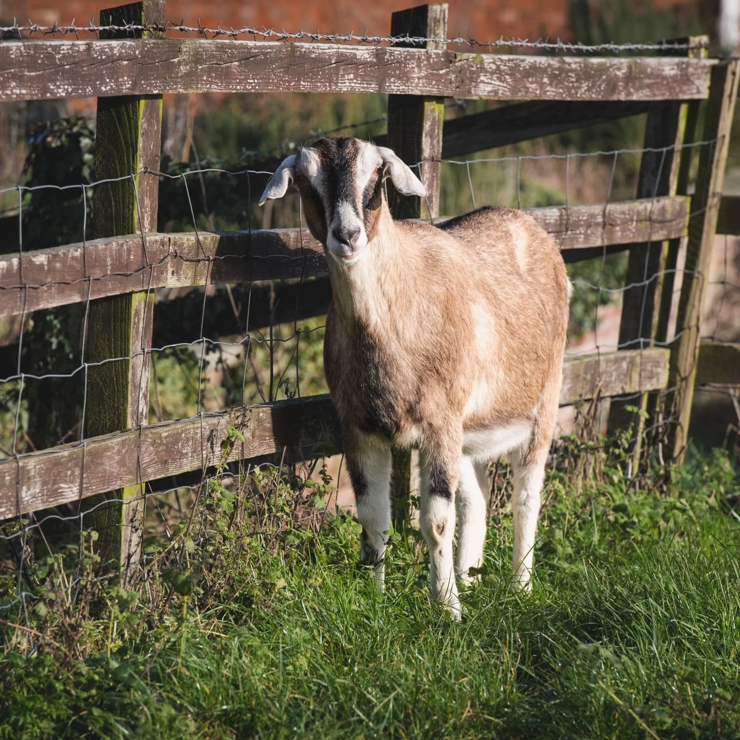 Isn&rsquo;t Barley goat just adorable! 🥰 

Wish I had more time for our little goaties, they are so entertaining! Barley is an Alpine x Anglo-Nubian. She loves neck scratches, lettuce, carrots and apples and is a real softy. Goats are ace. 🐐

#goat