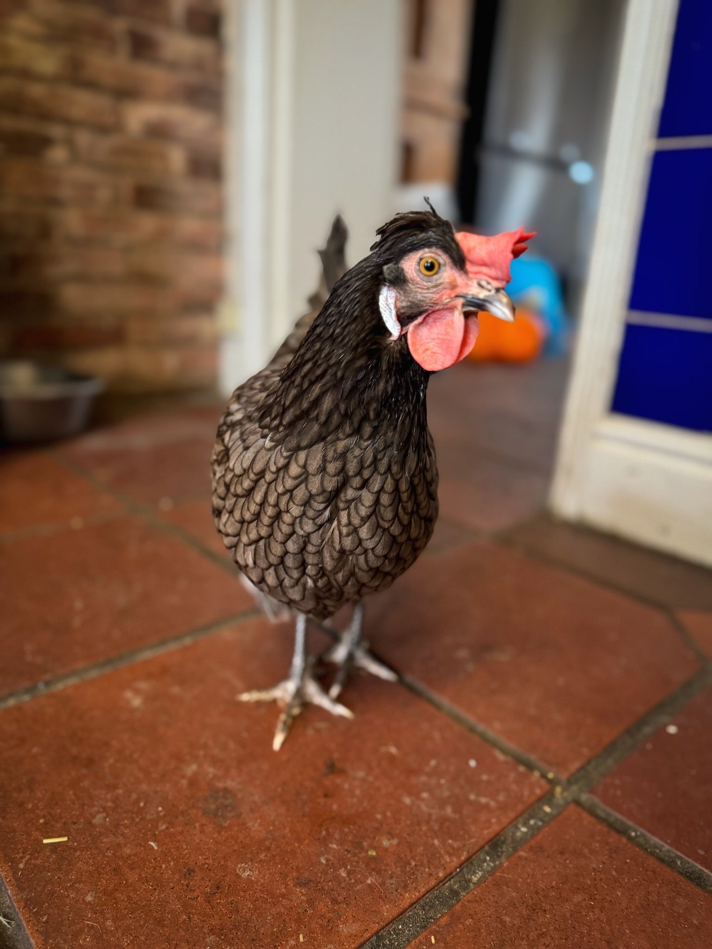 Brennndaaaa! 🐓🤩

Hands up if you love chickens!? 🙋🏼&zwj;♀️

Brenda came to us last year and instantly was a big character and one of the best layers we&rsquo;ve had. She&rsquo;s a Brahma x hybrid and lays olive colour eggs. Unfortunately she&rsqu