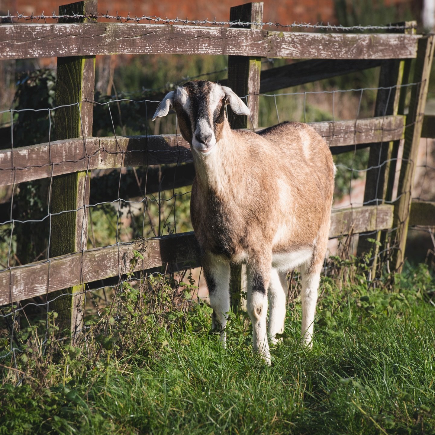 Isn&rsquo;t Barley goat just adorable! 🥰 

Wish I had more time for our little goaties, they are so entertaining! Barley is an Alpine x Anglo-Nubian. She loves neck scratches, lettuce, carrots and apples and is a real softy. Goats are ace. 🐐

#goat